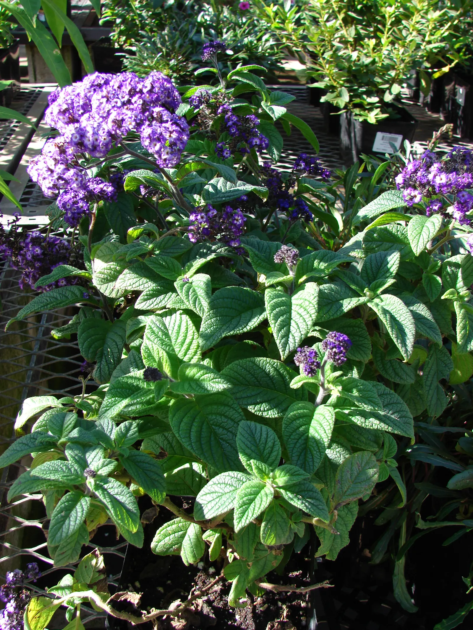 Common Heliotrope (Heliotropium Arborescens) — though care should be taken to avoid waterlogging; lavender to deep purple flowers, image 113