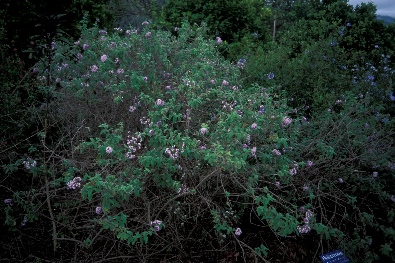 Common Heliotrope (Heliotropium Arborescens) — typically about 2-4 inches long; and consistent moisture is key