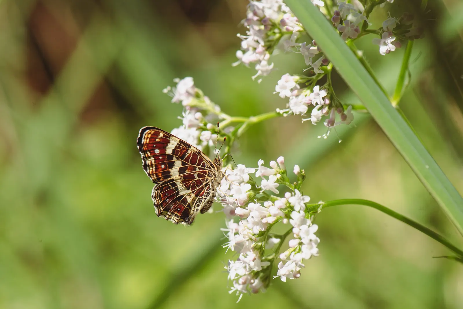 Common Heliotrope (Heliotropium Arborescens) — which may bloom from late spring until the first frost