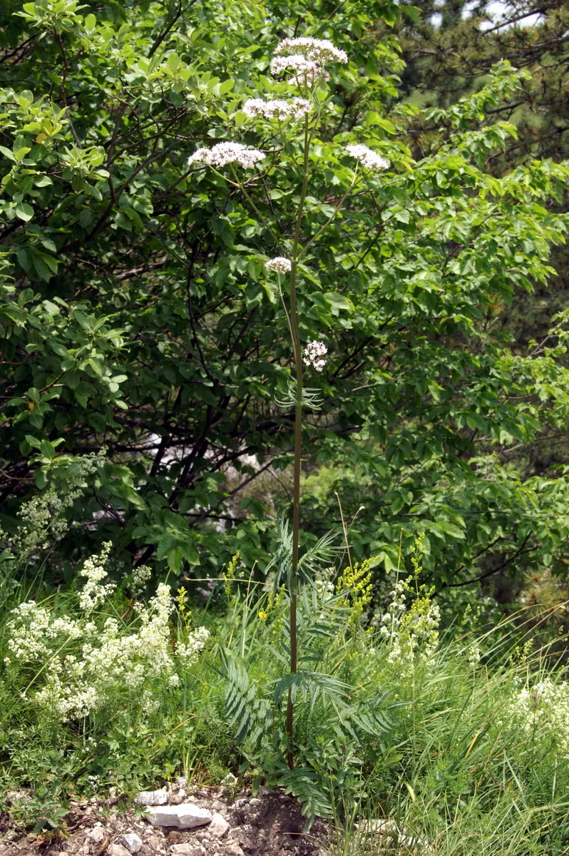 Common Heliotrope (Heliotropium Arborescens) — Heliotropes prefer a sunny location with partial afternoon shade, image 47
