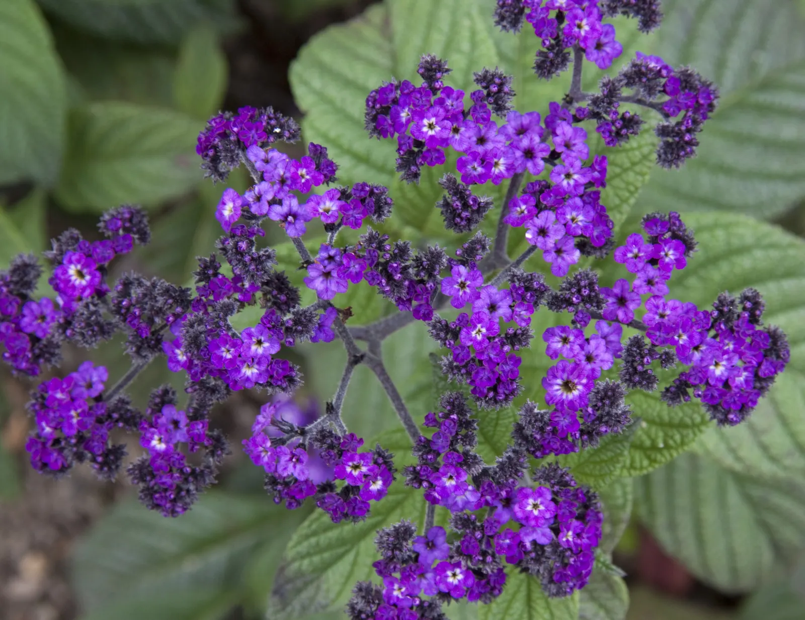 Common Heliotrope (Heliotropium Arborescens) — Their pollinator-friendly blooms attract bees and butterflies, contributing to the biodiversity of the garden