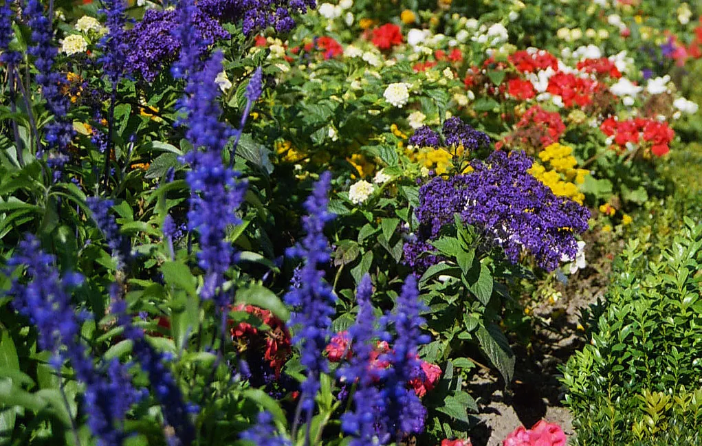 Common Heliotrope (Heliotropium Arborescens) — making them ideal for USDA zones 9b through 11.<br><br>When incorporating Heliotropes into landscape, image 84