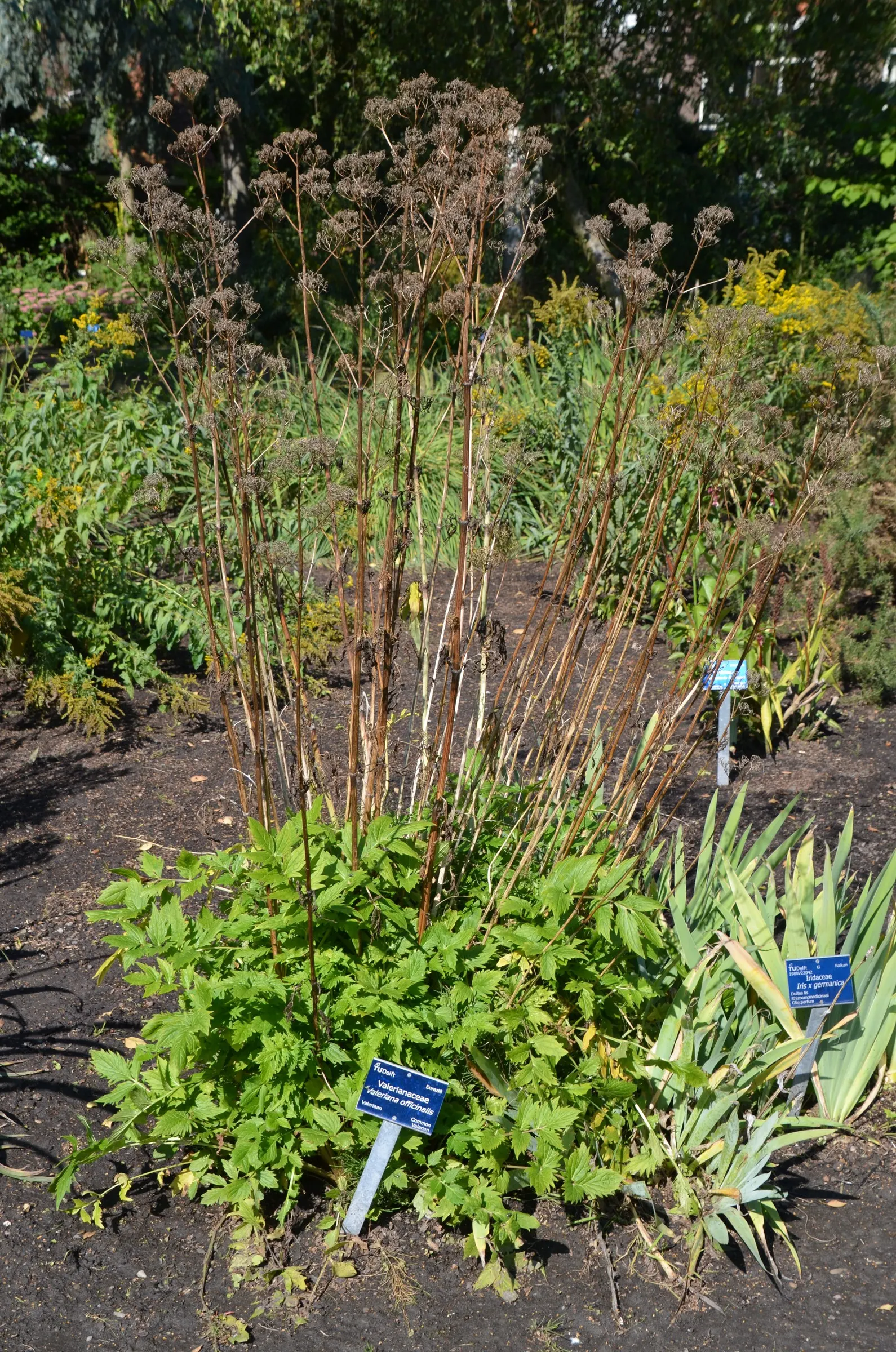 Common Heliotrope (Heliotropium Arborescens) — Heliotropium arborescens, the Common Heliotrope, is a fragrant perennial often grown as an annual