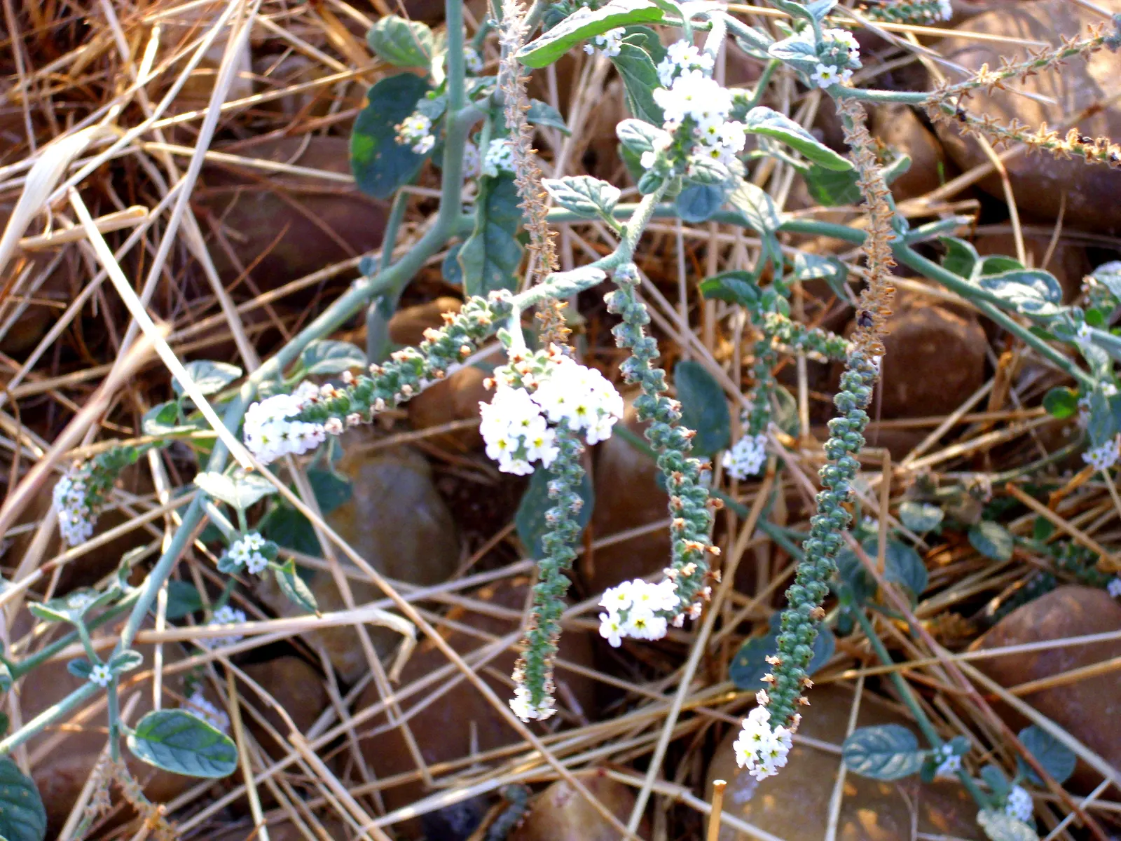 Common Heliotrope (Heliotropium Arborescens) — lavender to deep purple flowers