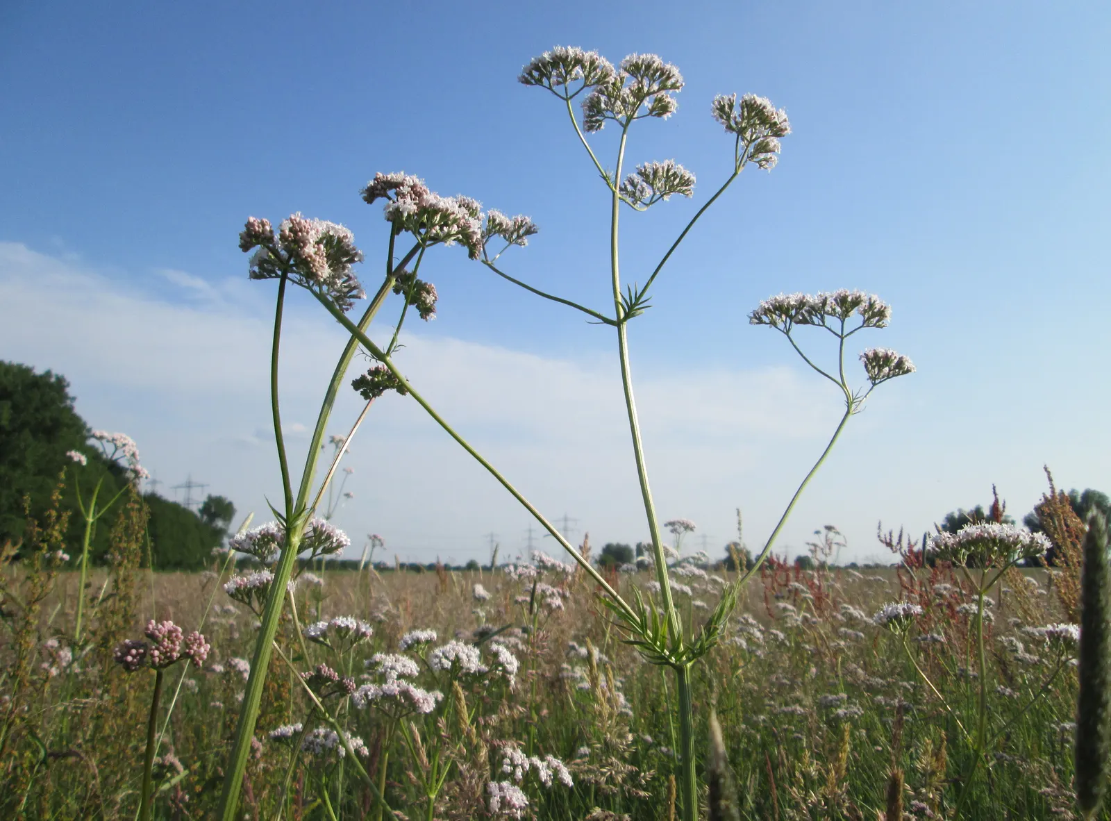 Common Heliotrope (Heliotropium Arborescens) — Common Heliotrope (Heliotropium arborescens) <br><br>The Common Heliotrope