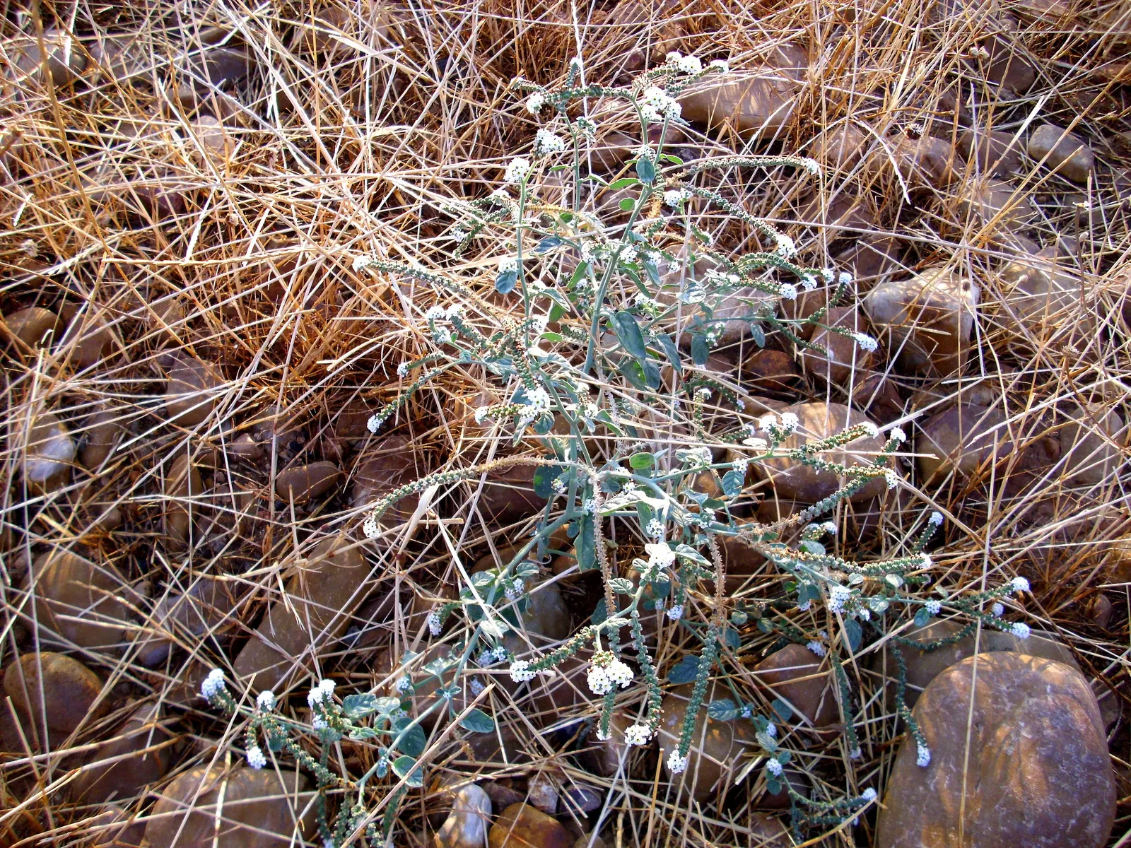 Common Heliotrope (Heliotropium Arborescens) — USDA zones 10-11; protect from frost