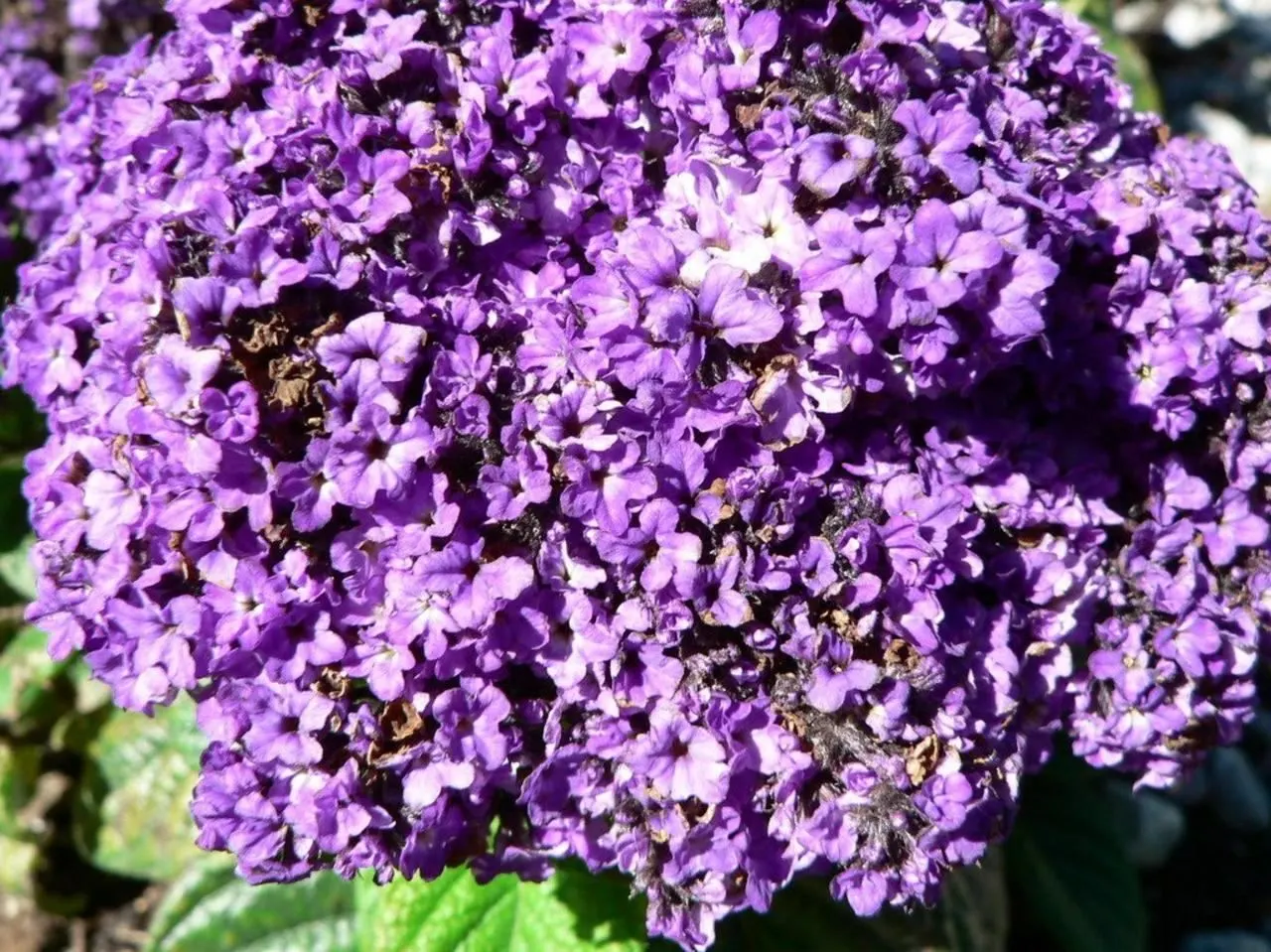 Common Heliotrope (Heliotropium Arborescens) — reaches 1-3 feet in height and spreads approximately 1-2 feet wide; typically about 2-4 inches long