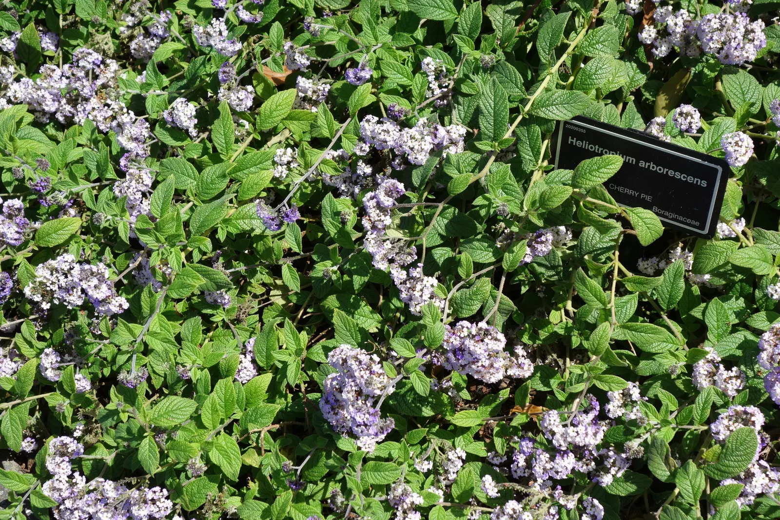Common Heliotrope (Heliotropium Arborescens) — that all parts of the plant are toxic if ingested and should be handled with care; especially in, image 87