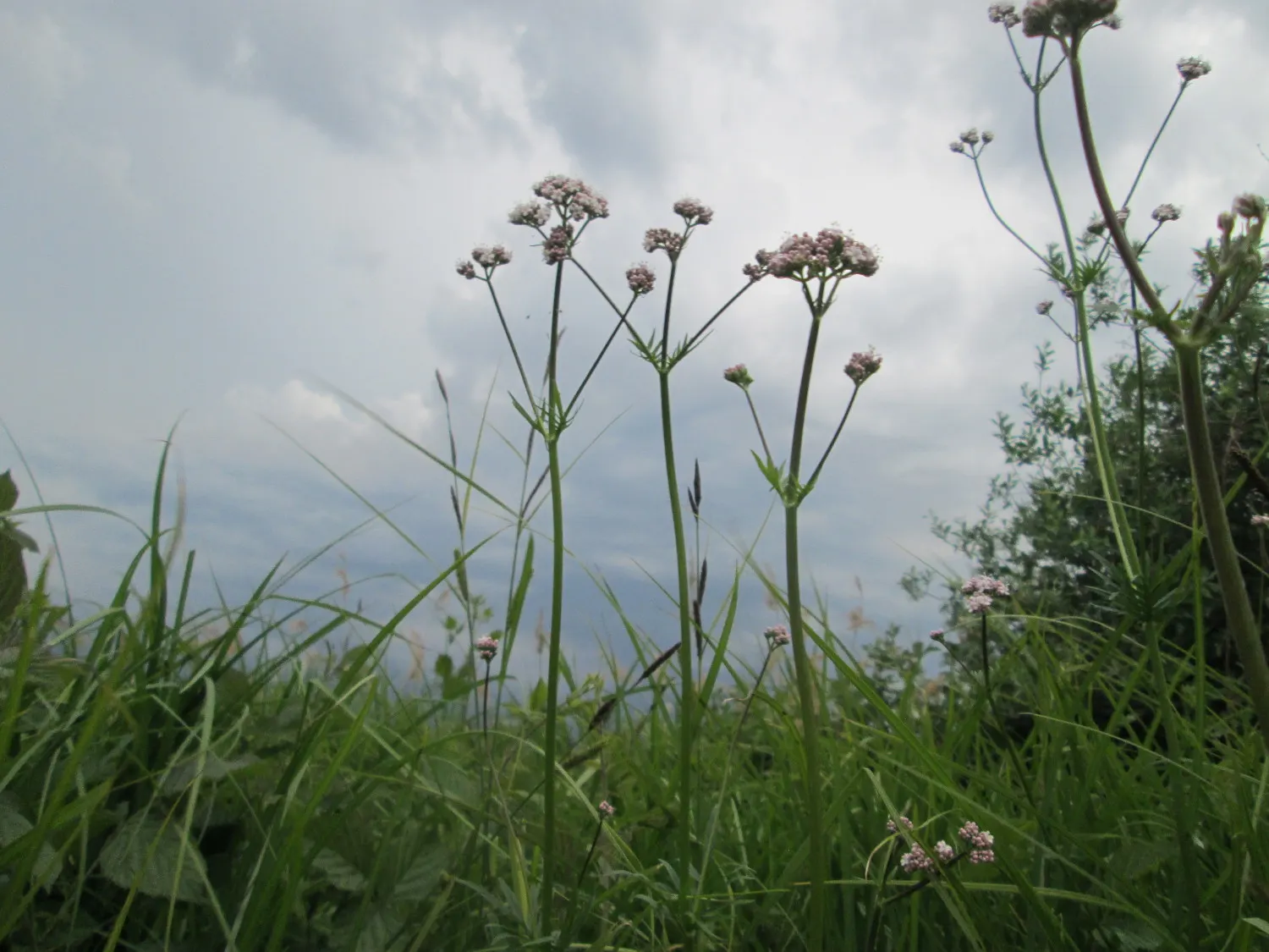 Common Heliotrope (Heliotropium Arborescens) — <br><br>With their captivating aroma and vibrant coloration; shrub for full or half
