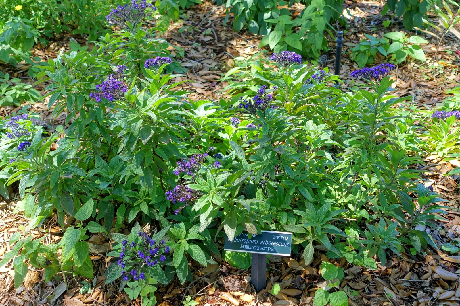 Common Heliotrope (Heliotropium Arborescens) — It reaches a height of 12-18 inches and spreads about the same; reaches 1-3 feet in height and, image 95