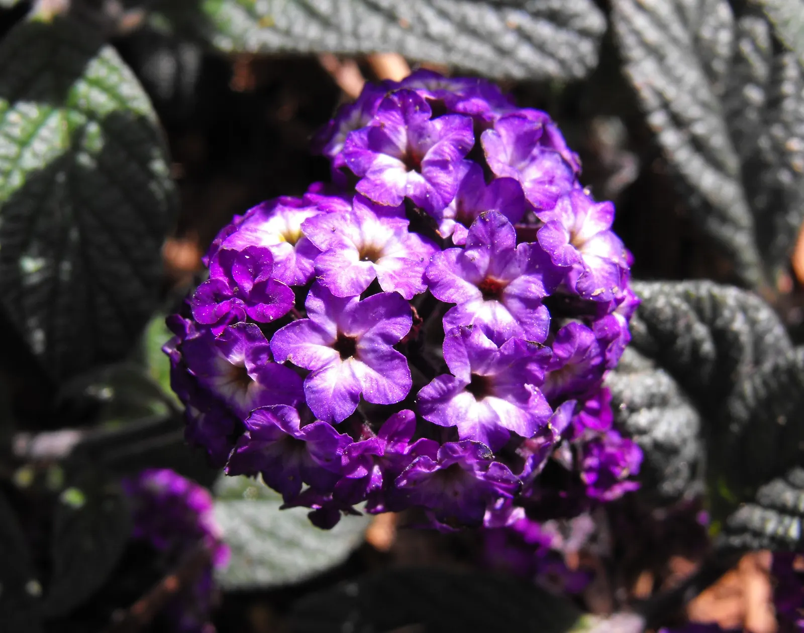 Common Heliotrope (Heliotropium Arborescens) — also known as Garden Heliotrope or Heliotropium arborescens; <br><br>For optimal growth