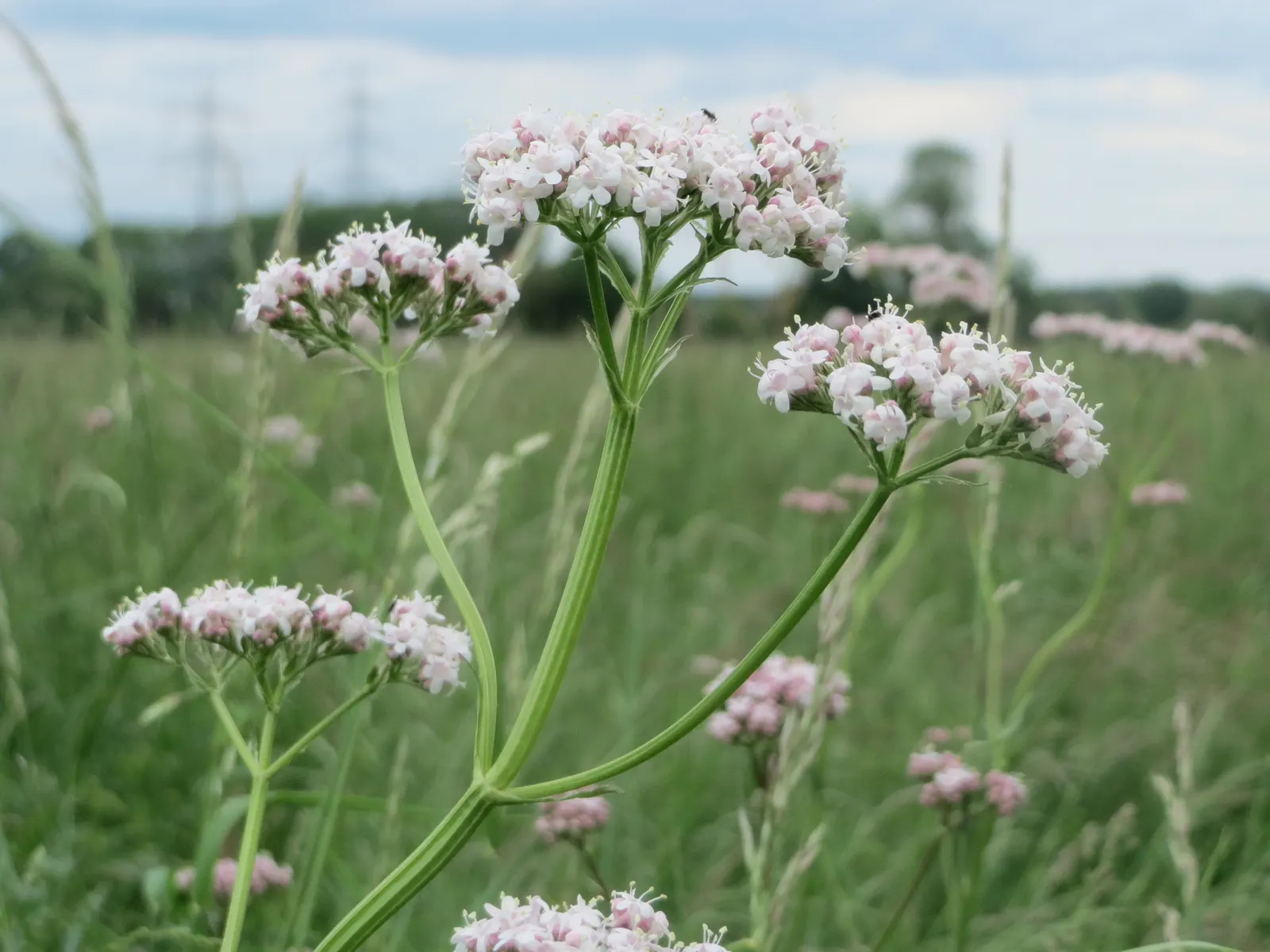 Common Heliotrope (Heliotropium Arborescens) — reaches 1-3 feet in height and spreads approximately 1-2 feet wide; typically about 2-4 inches long, image 73