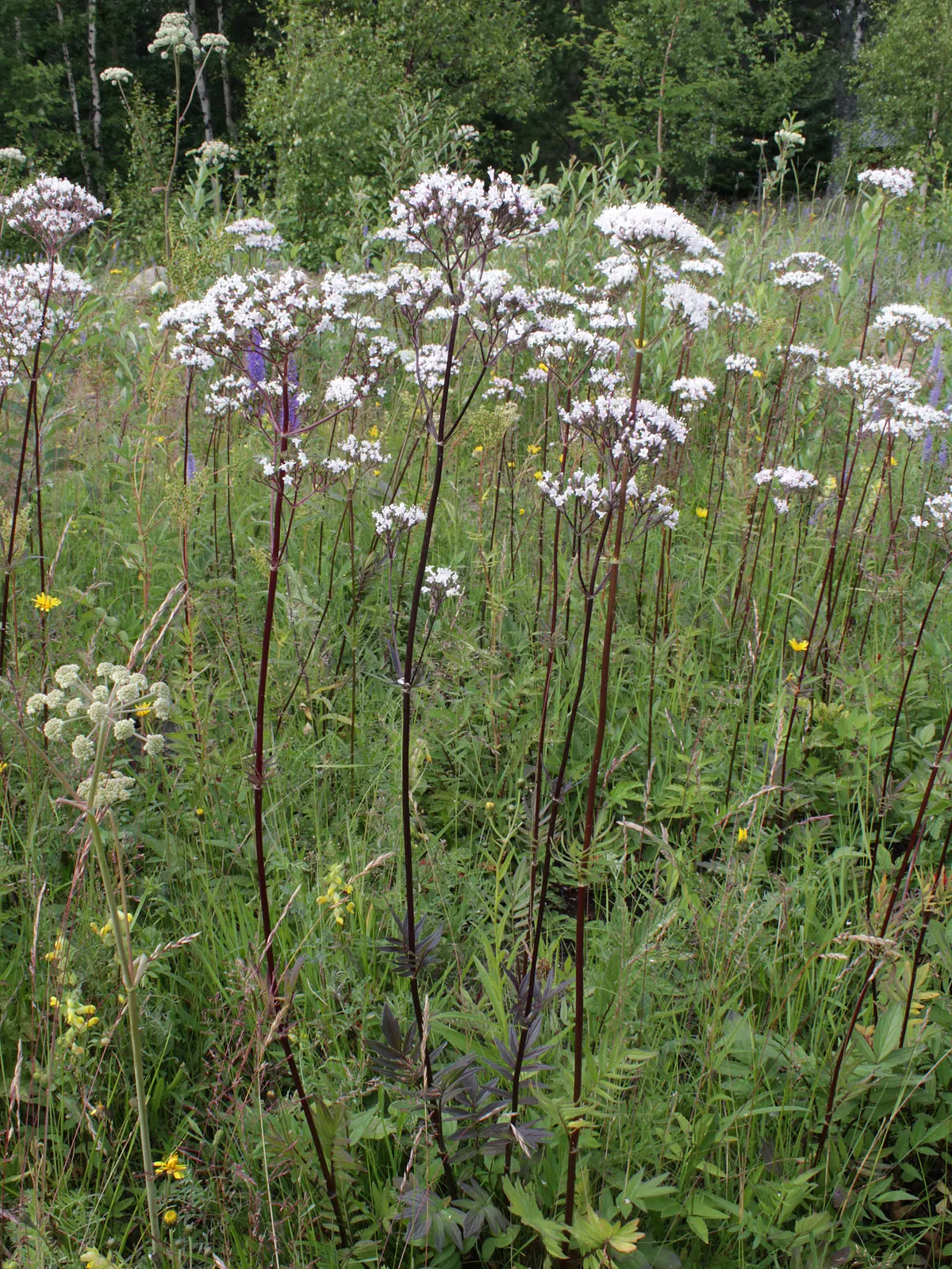 Common Heliotrope (Heliotropium Arborescens) — making them ideal for USDA zones 9b through 11.<br><br>When incorporating Heliotropes into landscape designs