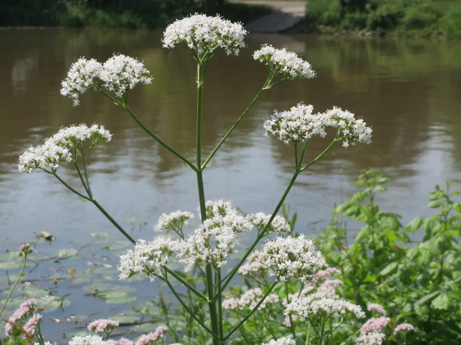 Common Heliotrope (Heliotropium Arborescens) — <br><br>For optimal growth; famed for its sweet vanilla-like scent, image 108