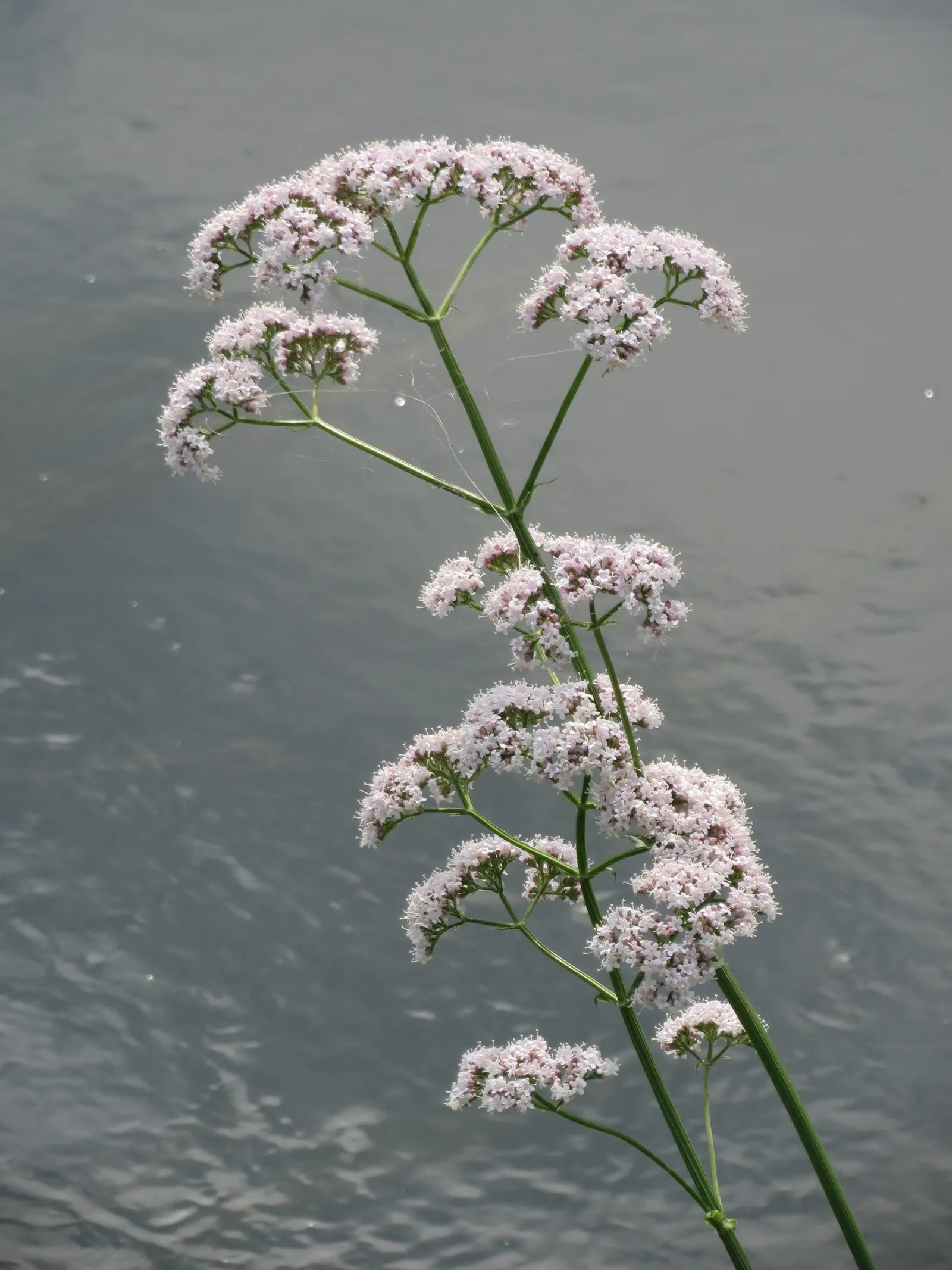 Common Heliotrope (Heliotropium Arborescens) — shrub with lavender blooms; these plants enjoy warmer temperatures and should be protected from frost
