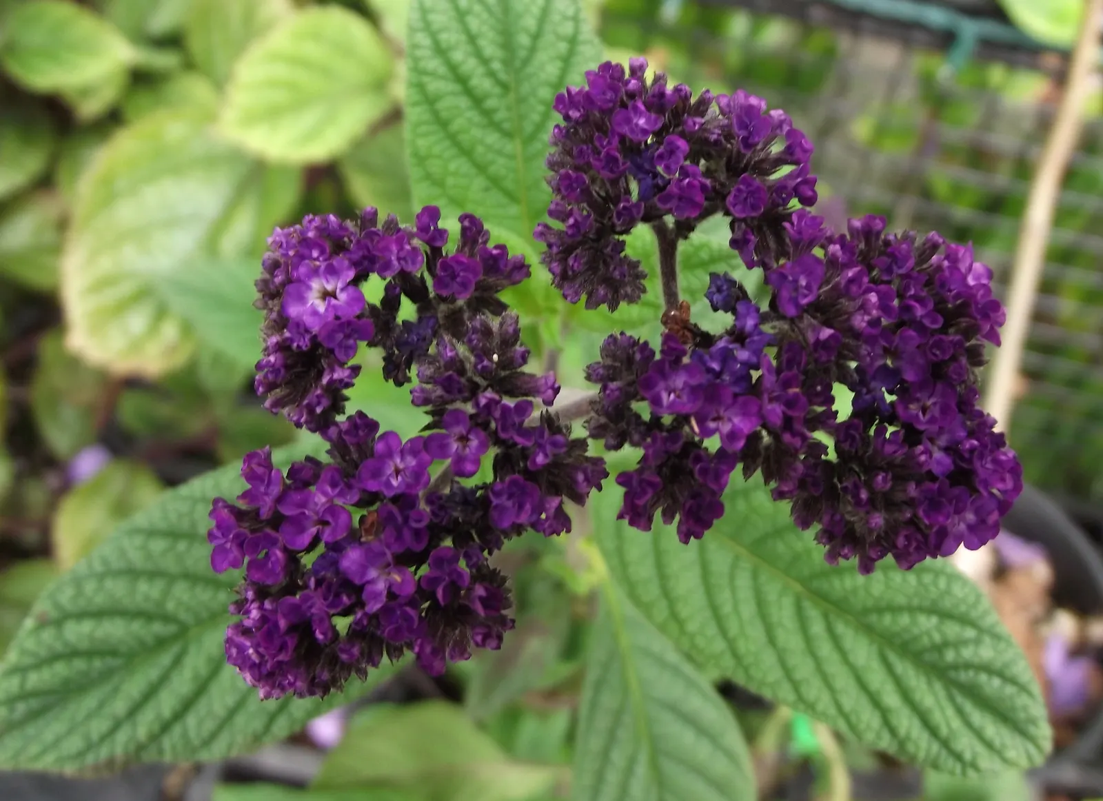 Common Heliotrope (Heliotropium Arborescens) — They thrive in well-drained; shrub with lavender blooms, image 80