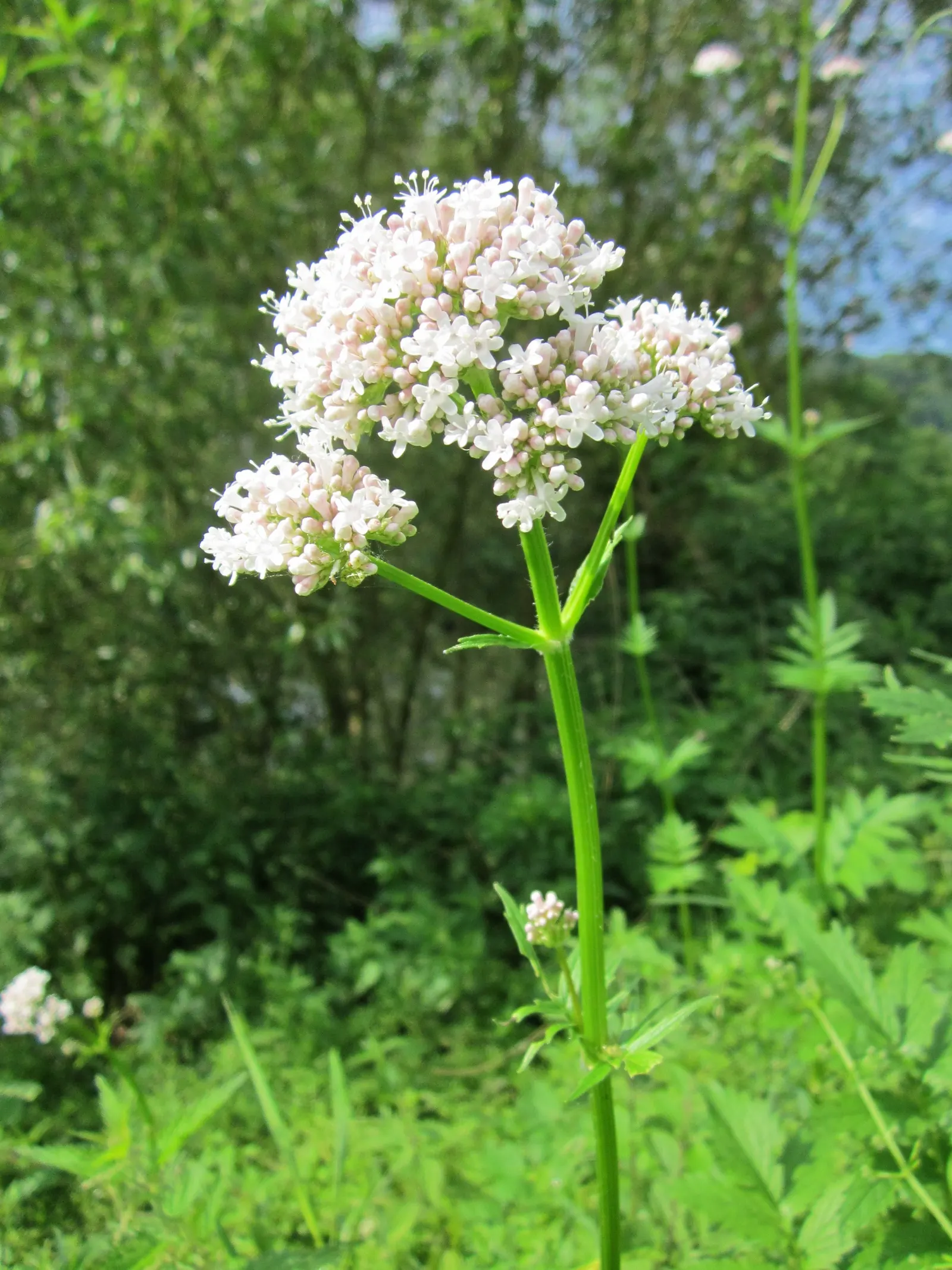 Common Heliotrope (Heliotropium Arborescens) — They thrive in well-drained