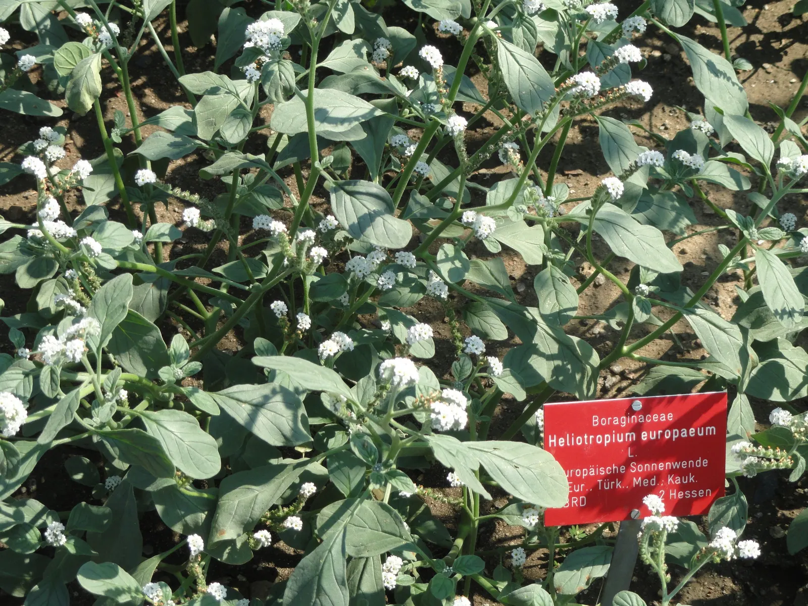 Common Heliotrope (Heliotropium Arborescens) — Common Heliotropes are sure to provide both visual and olfactory pleasure in any garden setting
