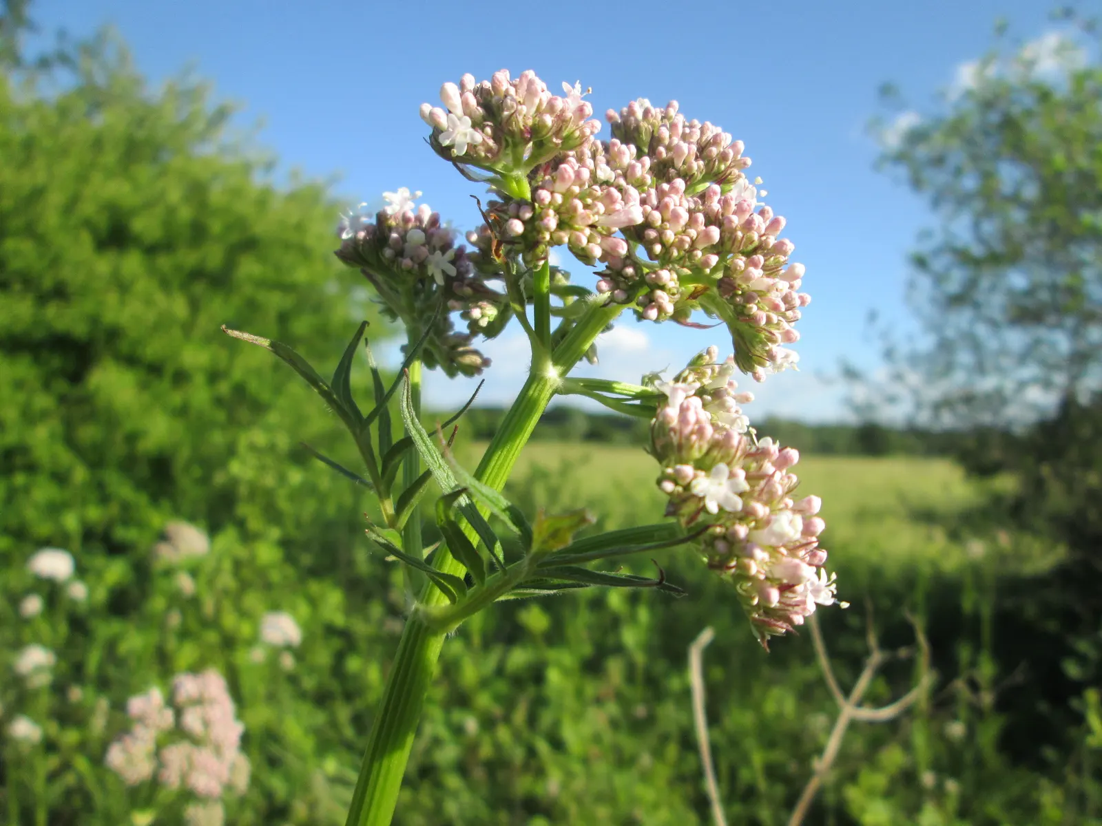 Common Heliotrope (Heliotropium Arborescens) — Heliotropium arborescens, the Common Heliotrope, is a fragrant perennial often grown as an annual; thrives in