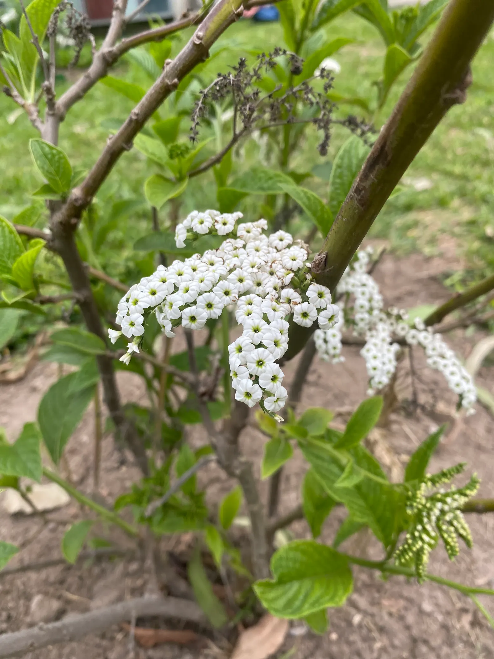 Common Heliotrope (Heliotropium Arborescens) — which may bloom from late spring until the first frost; it reaches a height of 12-18 inches and, image 107