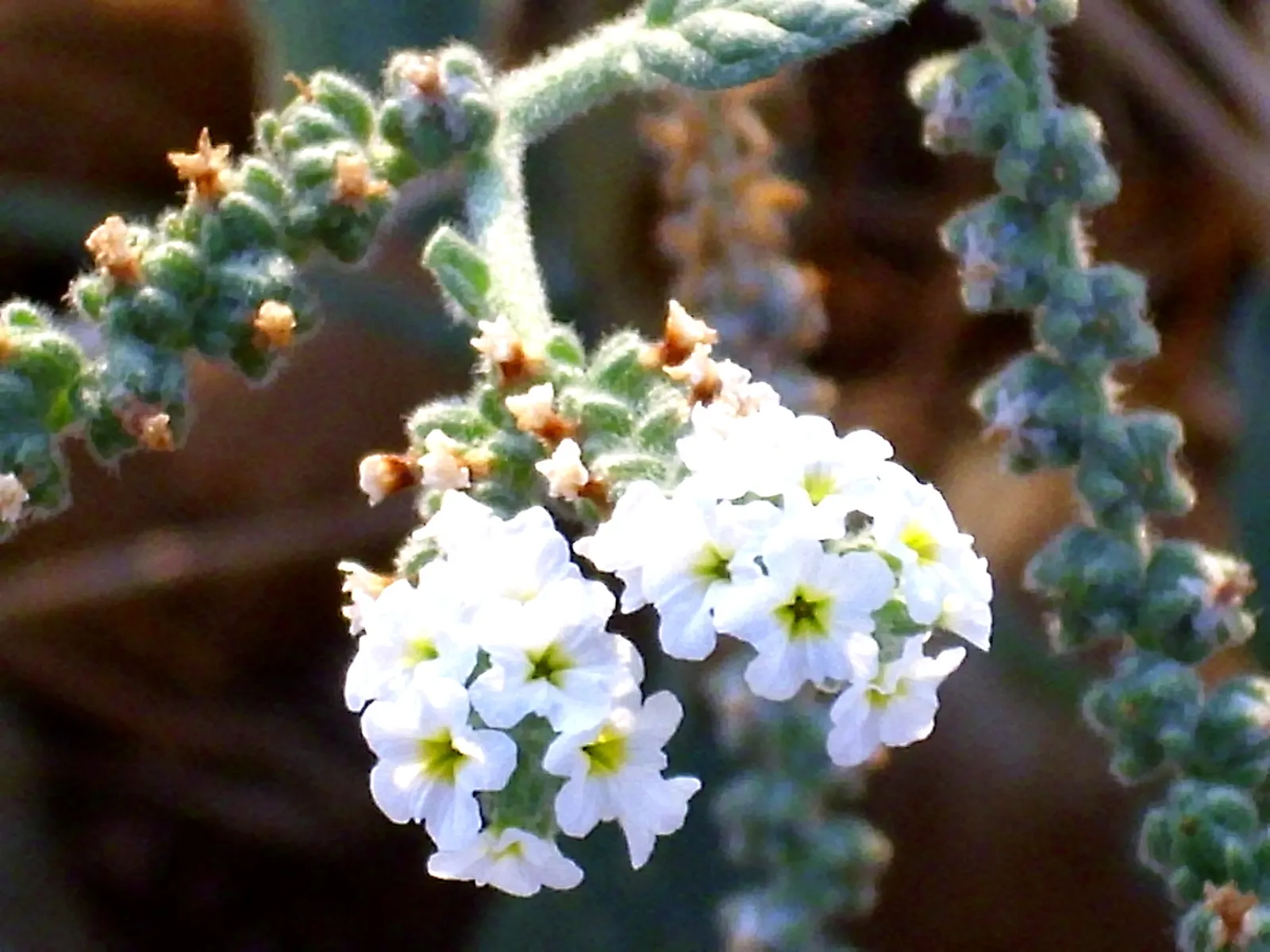 Common Heliotrope (Heliotropium Arborescens) — <br><br>With their captivating aroma and vibrant coloration
