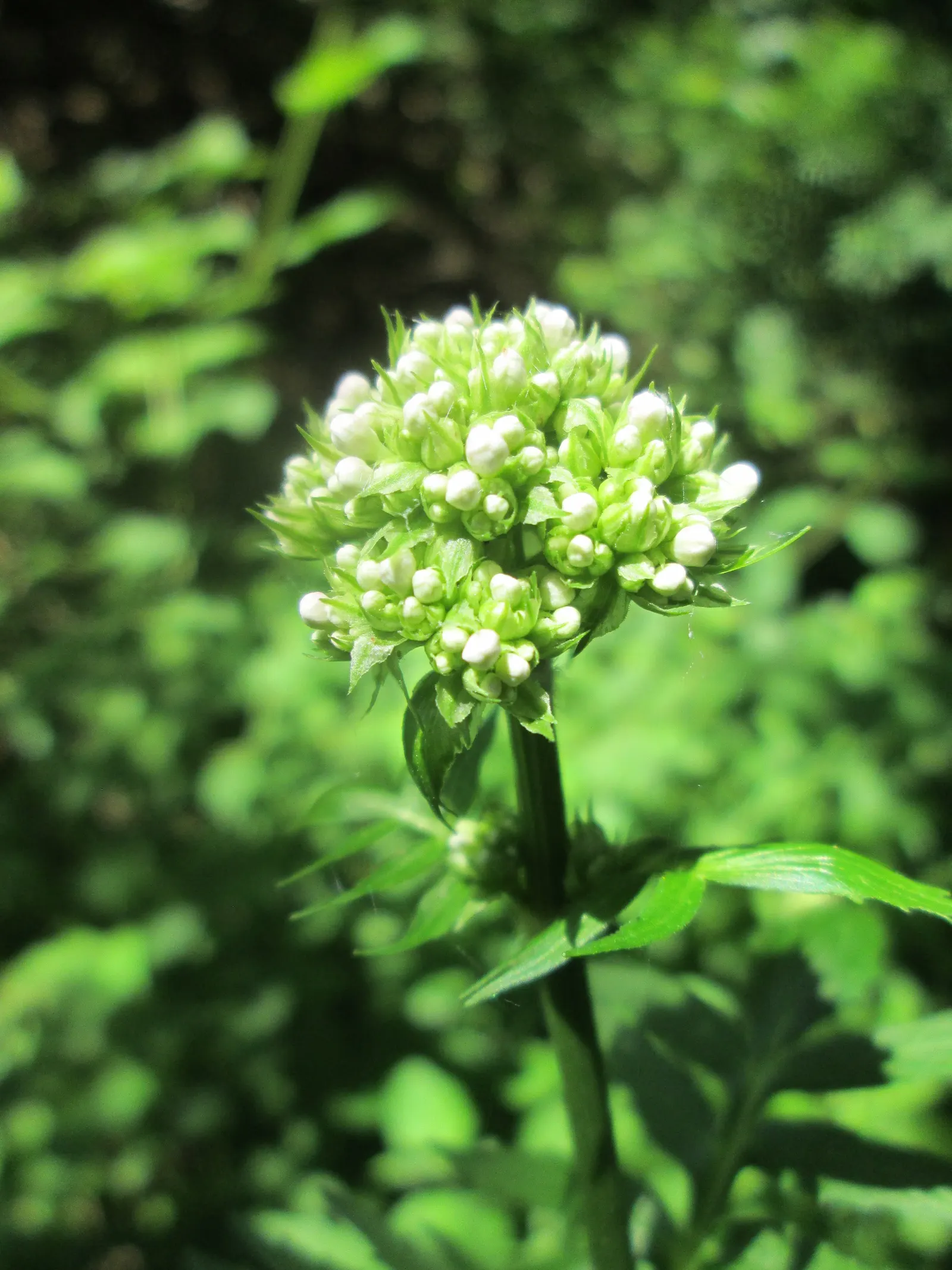 Common Heliotrope (Heliotropium Arborescens) — especially around children and pets; their pollinator-friendly blooms attract bees and butterflies, image 88