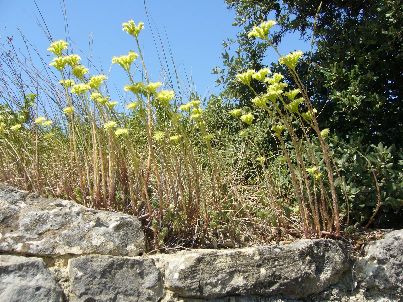 Chinese Sedum (Sedum Tetractinum) — rounded leaves that form spiral patterns