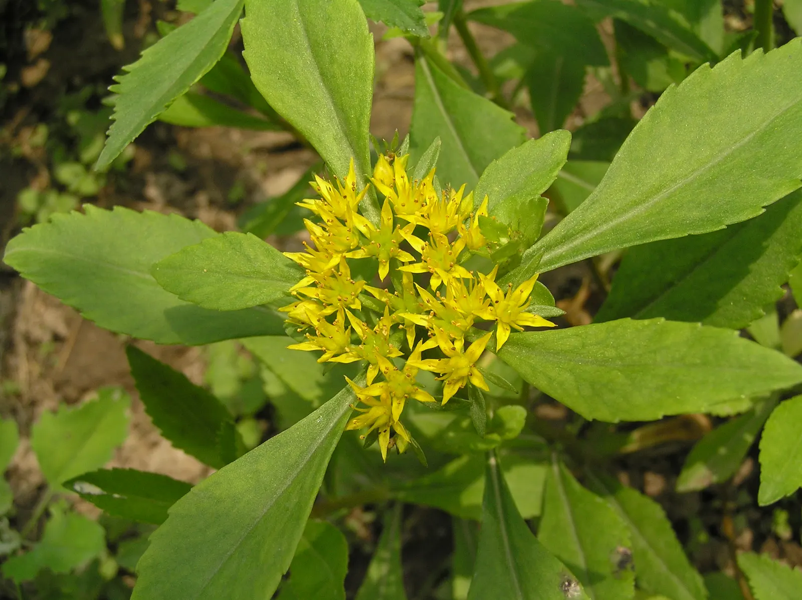 Chinese Sedum (Sedum Tetractinum) — Chinese Sedum (Sedum tetractinum) is a fast-spreading perennial