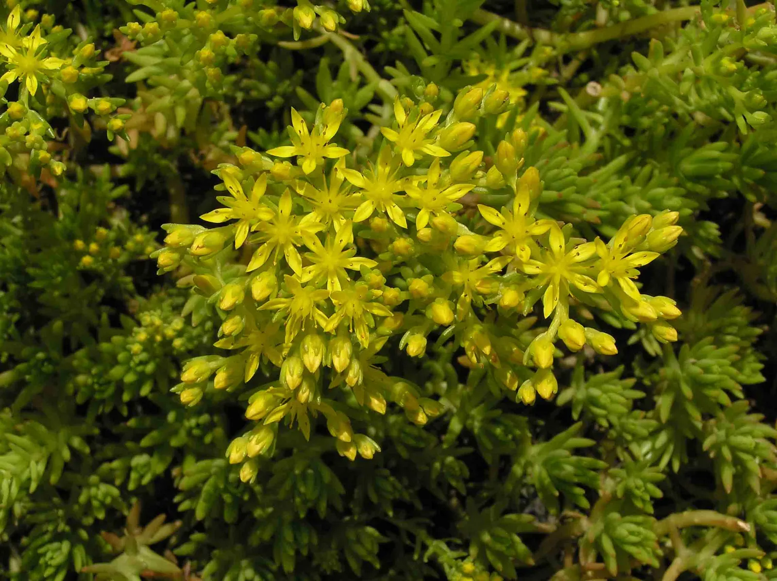 Chinese Sedum (Sedum Tetractinum) — red and white and yellow flowers in the garden