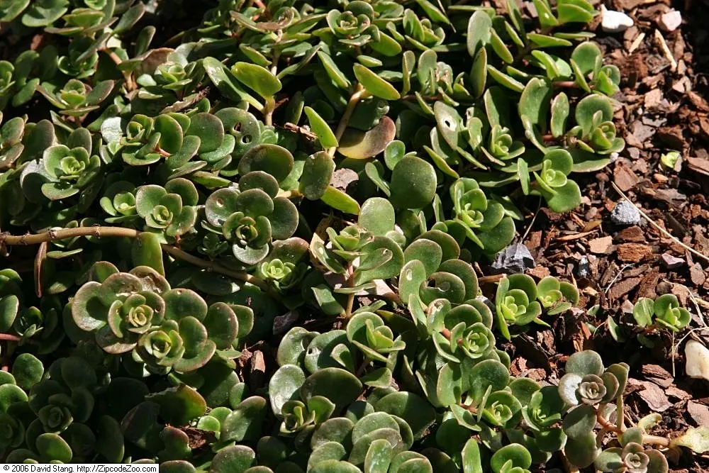 Chinese Sedum (Sedum Tetractinum) — In summer, it bears yellow star-shaped flowers, adding a splash of color to rock gardens or green roofs; ideal for ground