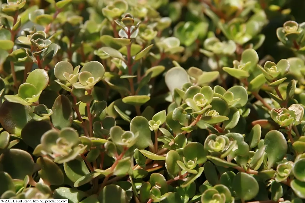 Chinese Sedum (Sedum Tetractinum) — rounded leaves that form spiral patterns; ideal for ground cover, it flourishes in USDA zones 5 to 9, thriving in full sun