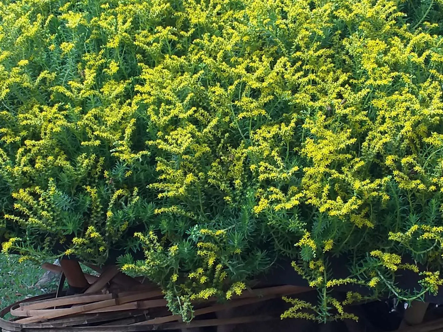 Chinese Sedum (Sedum Tetractinum) — In summer, it bears yellow star-shaped flowers, adding a splash of color to rock gardens or green roofs