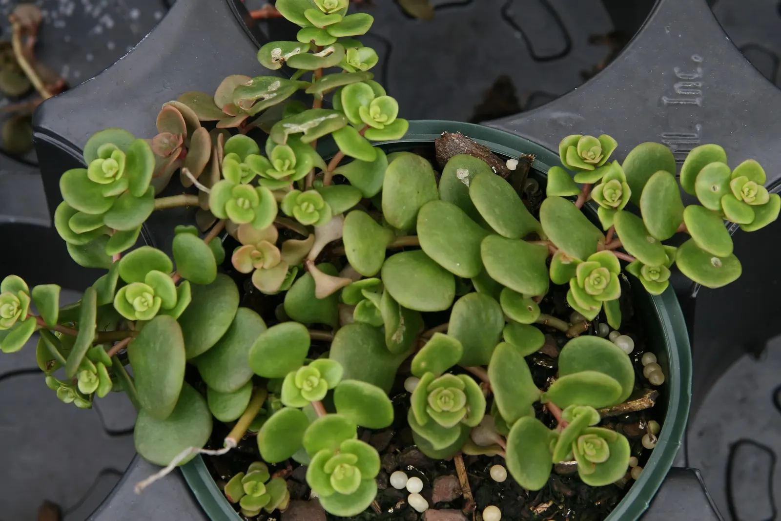 Chinese Sedum (Sedum Tetractinum) — This succulent reaches heights of 3-6 inches and spreads up to 12 inches wide; it's also fairly drought-tolerant once
