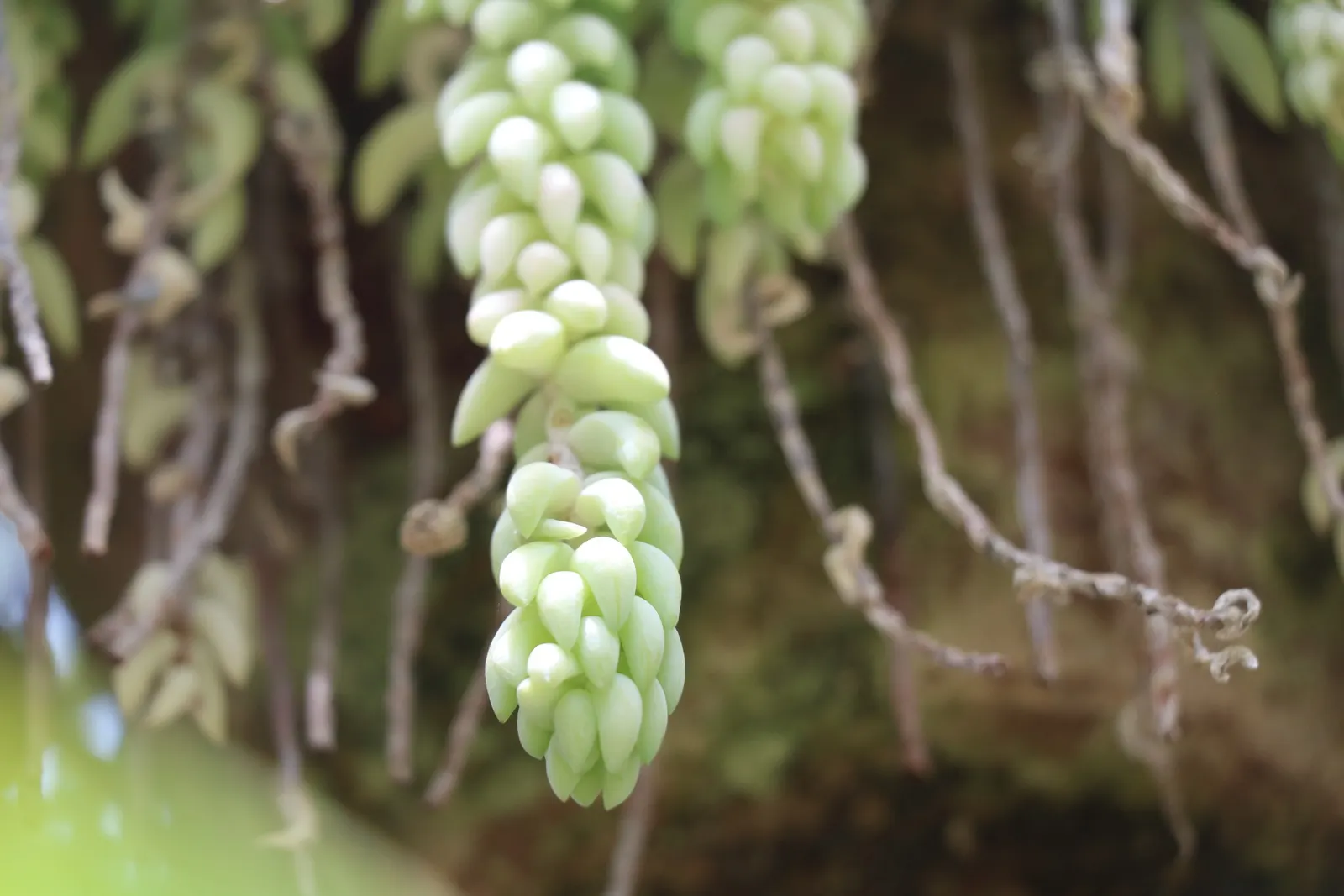 Chinese Sedum (Sedum Tetractinum) — it's important to note that aside from its ornamental appeal
