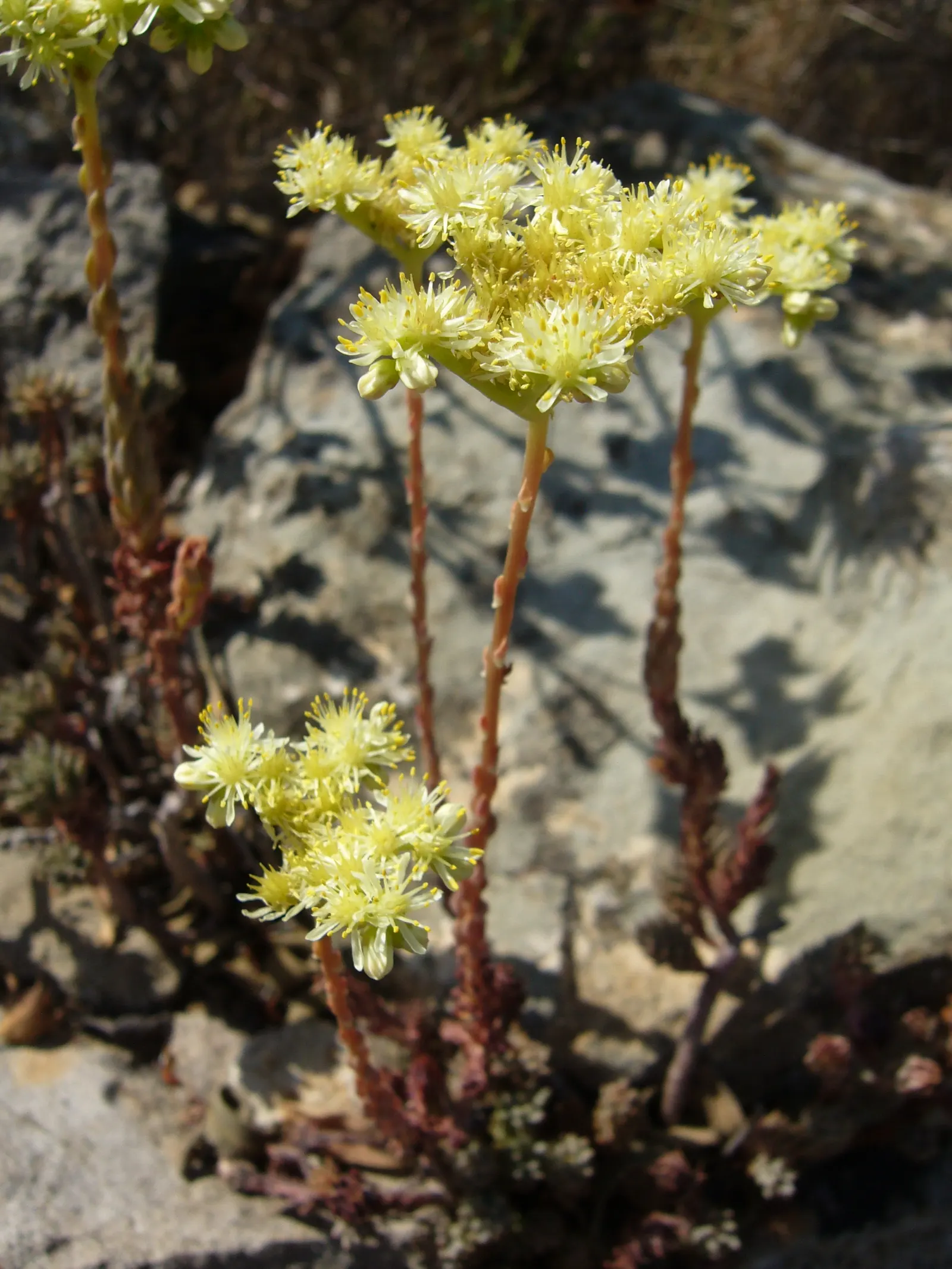 Chinese Sedum (Sedum Tetractinum) — star-shaped yellow flowers