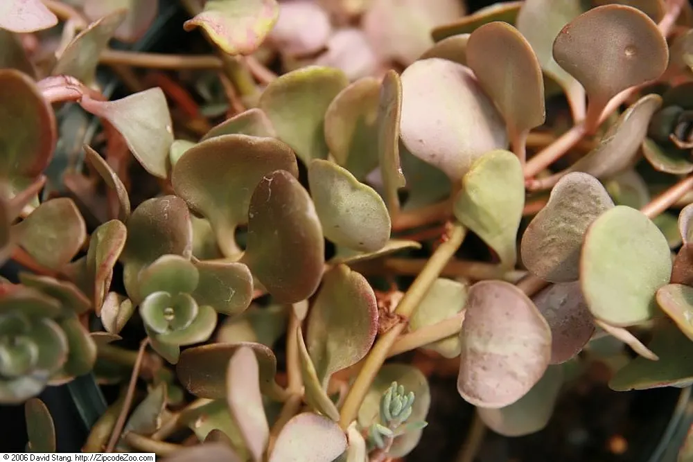 Chinese Sedum (Sedum Tetractinum) — is a versatile and attractive groundcover that brings a touch of resilience and color to any landscape design; it's also