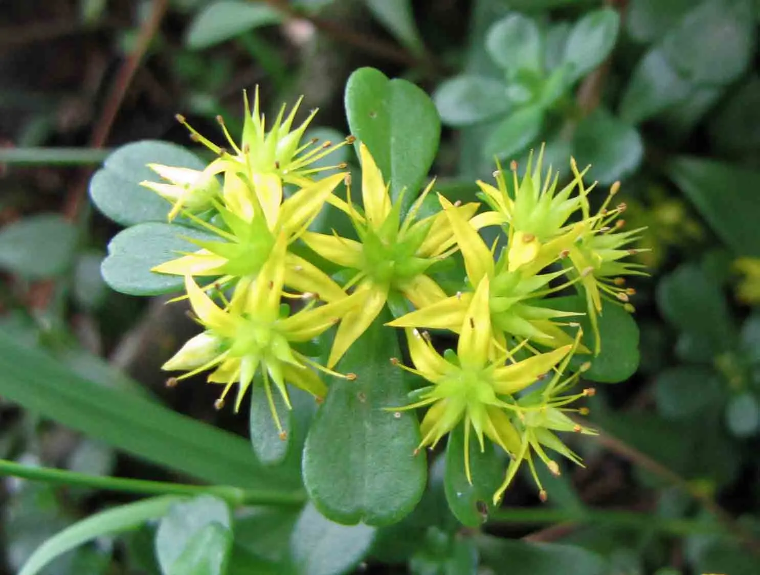 Chinese Sedum (Sedum Tetractinum) — resilient addition to any garden space