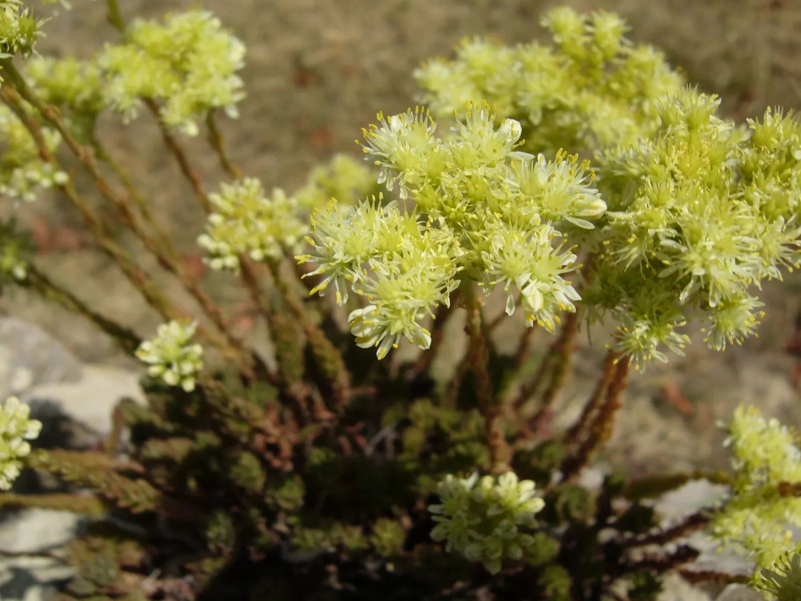 Chinese Sedum (Sedum Tetractinum) — adding a burst of color that complements its ever-changing foliage