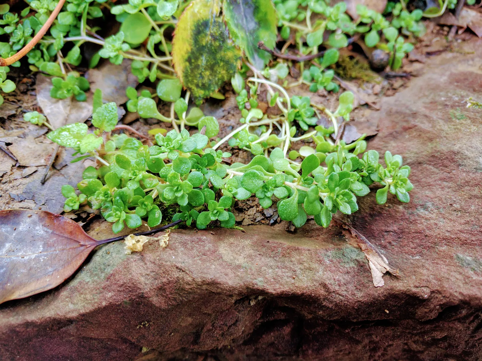 Chinese Sedum (Sedum Tetractinum) — ground cover / succulent for full or half