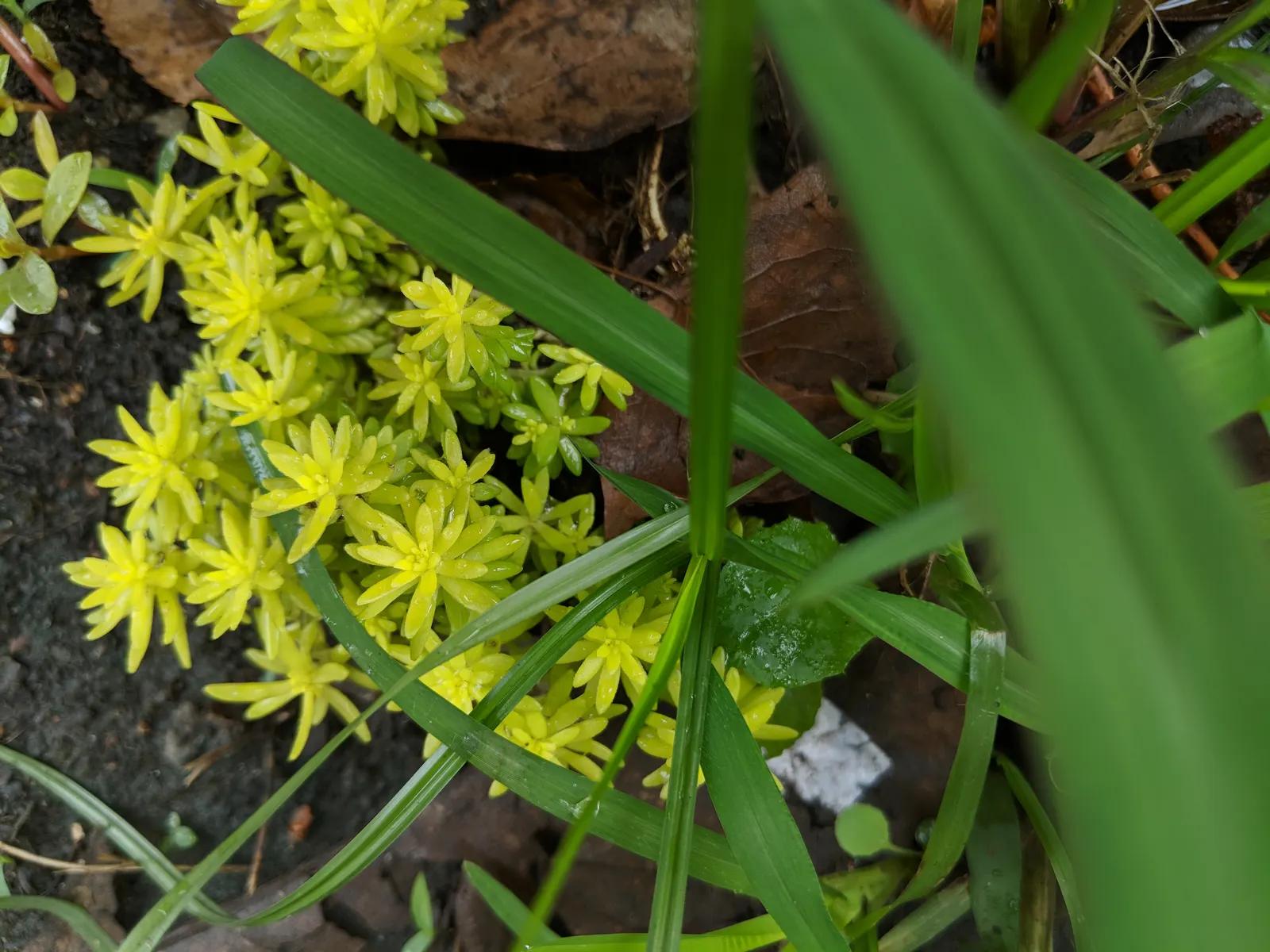 Chinese Sedum (Sedum Tetractinum) — ground cover / succulent with red and white and yellow blooms