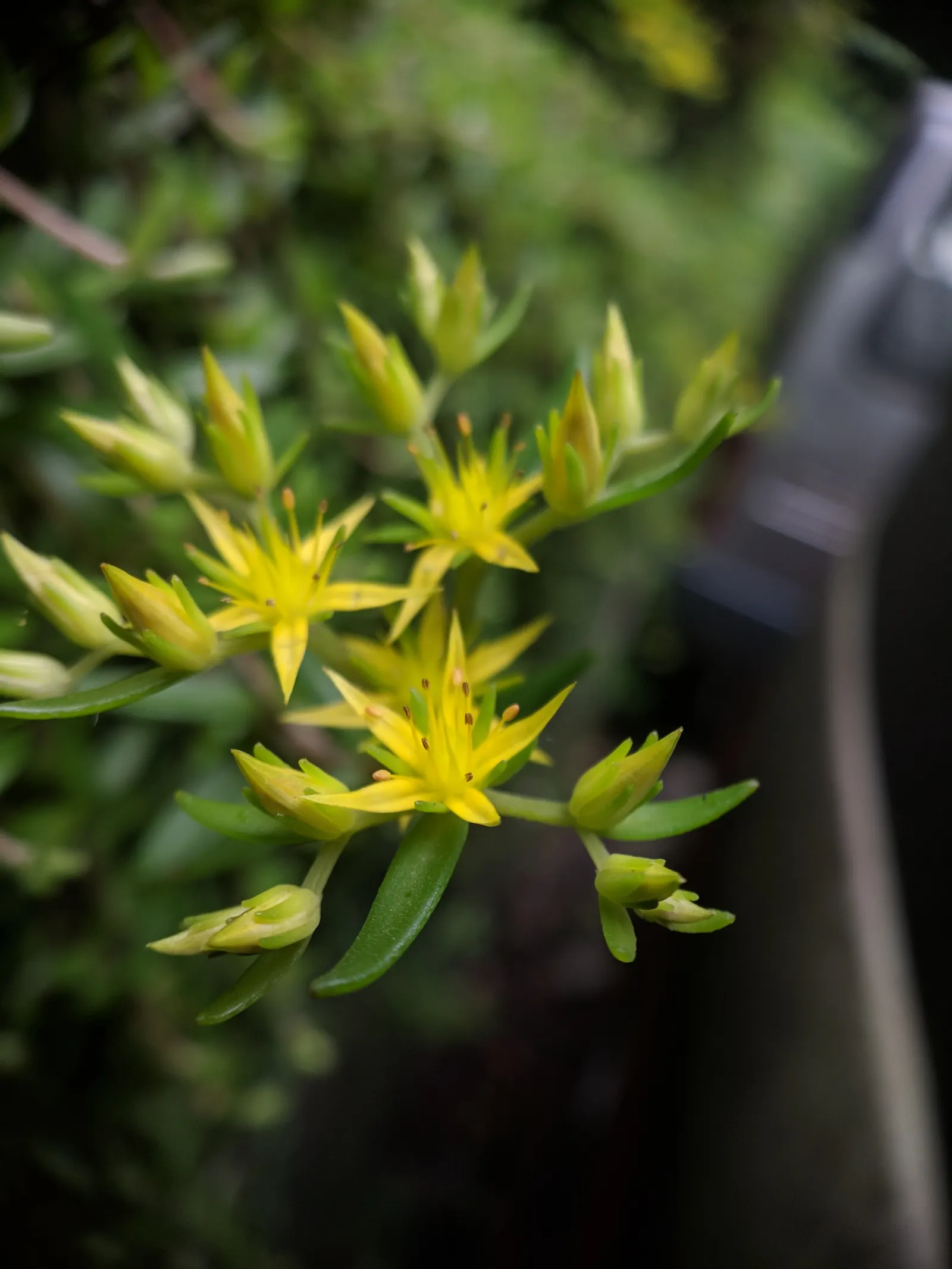 Chinese Sedum (Sedum Tetractinum) — Chinese Sedum is an attractive