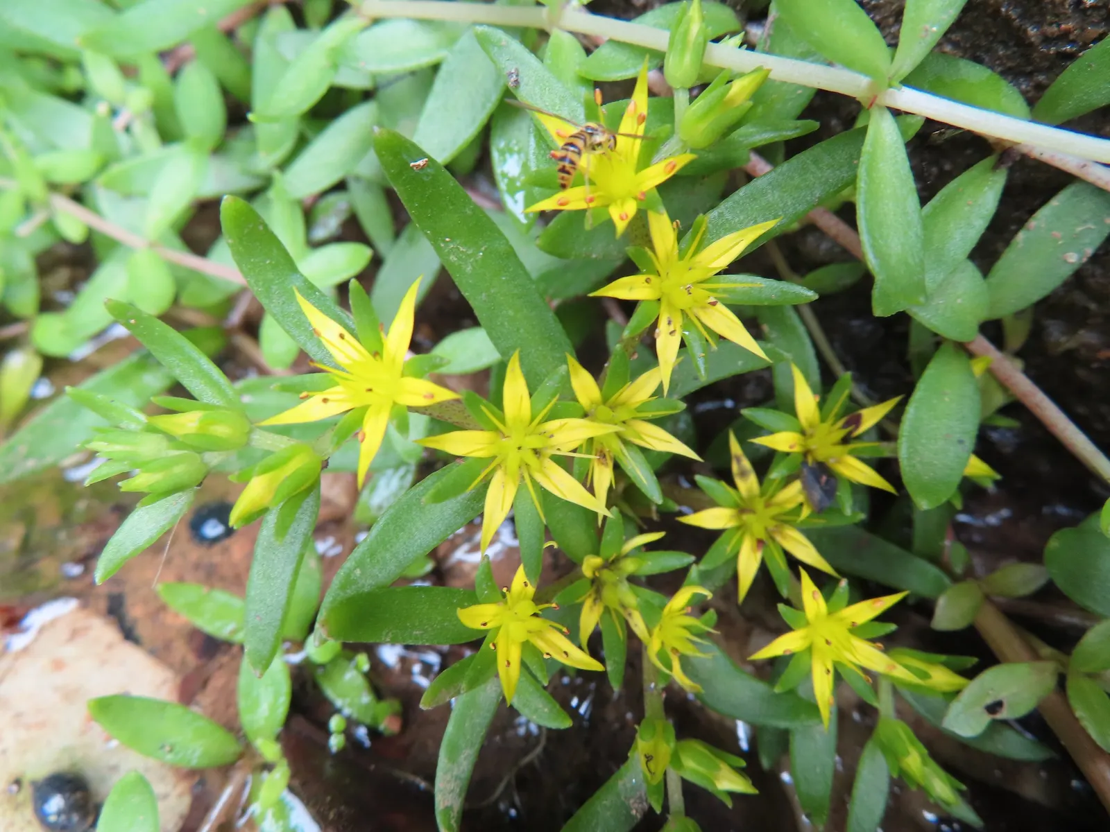 Chinese Sedum (Sedum Tetractinum) — with a spread of up to 18 inches