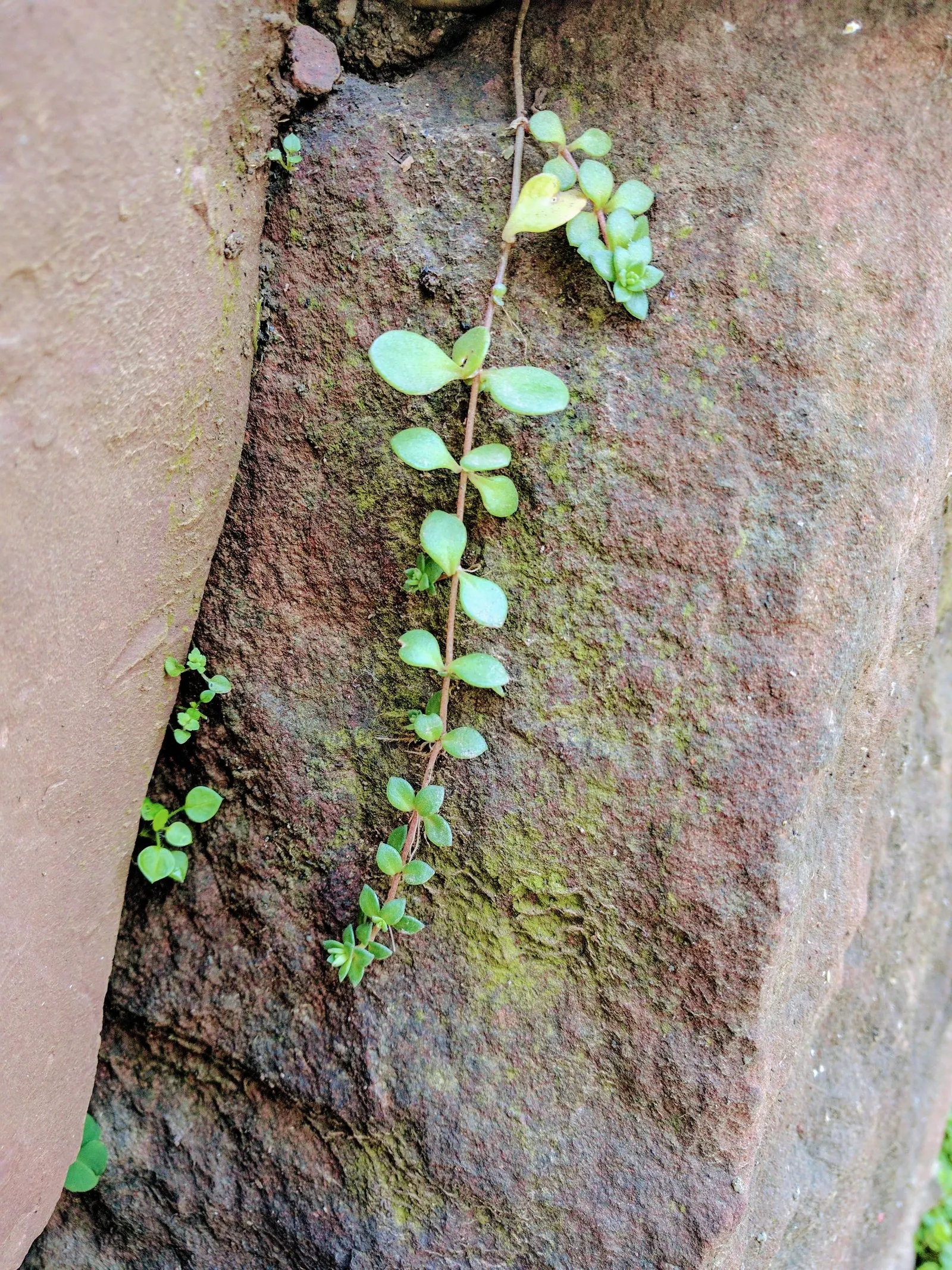Chinese Sedum (Sedum Tetractinum) — is a versatile and attractive groundcover that brings a touch of resilience and color to any landscape design