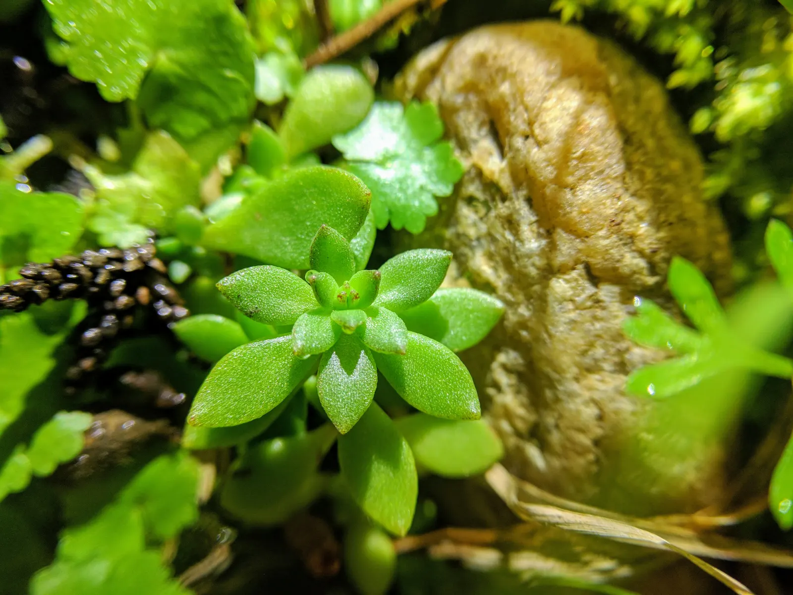 Chinese Sedum (Sedum Tetractinum) — Chinese Sedum (Sedum tetractinum) is a fast-spreading perennial; ideal for ground cover, it flourishes in USDA zones 5 to