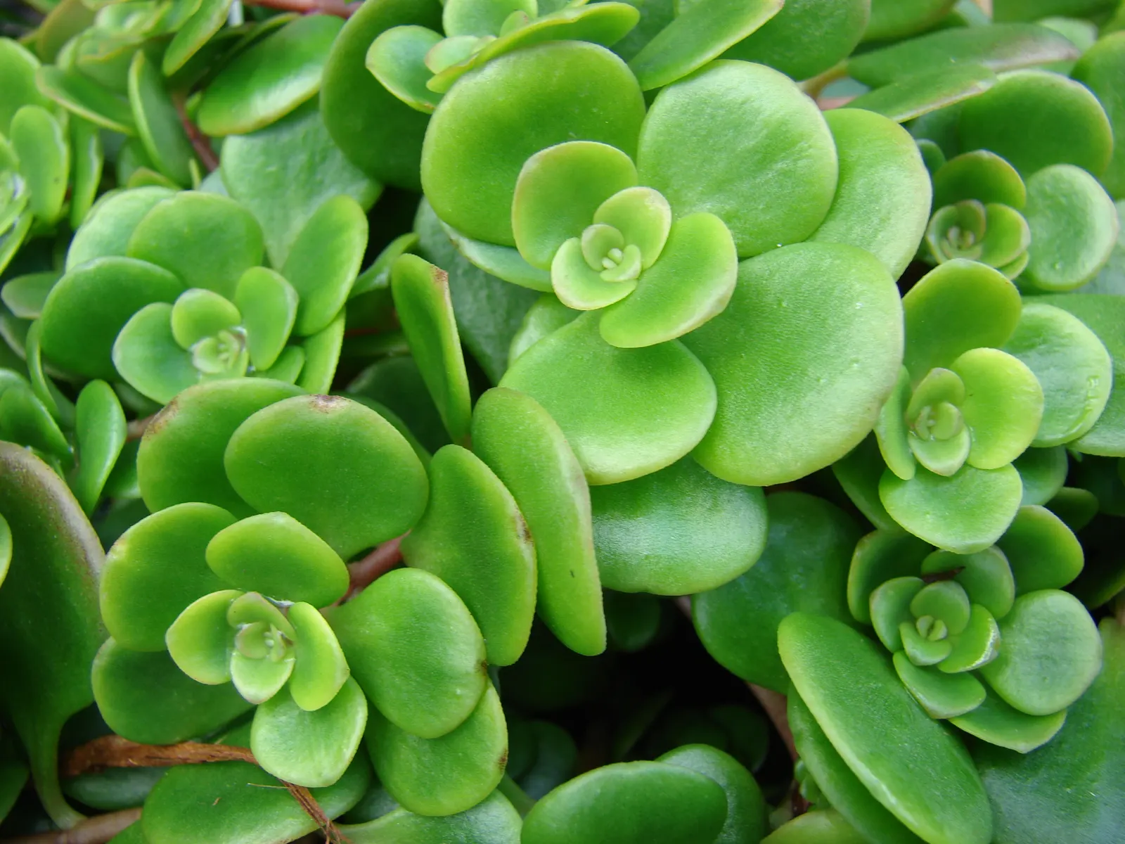 Chinese Sedum (Sedum Tetractinum) — offering a dynamic visual throughout the seasons
