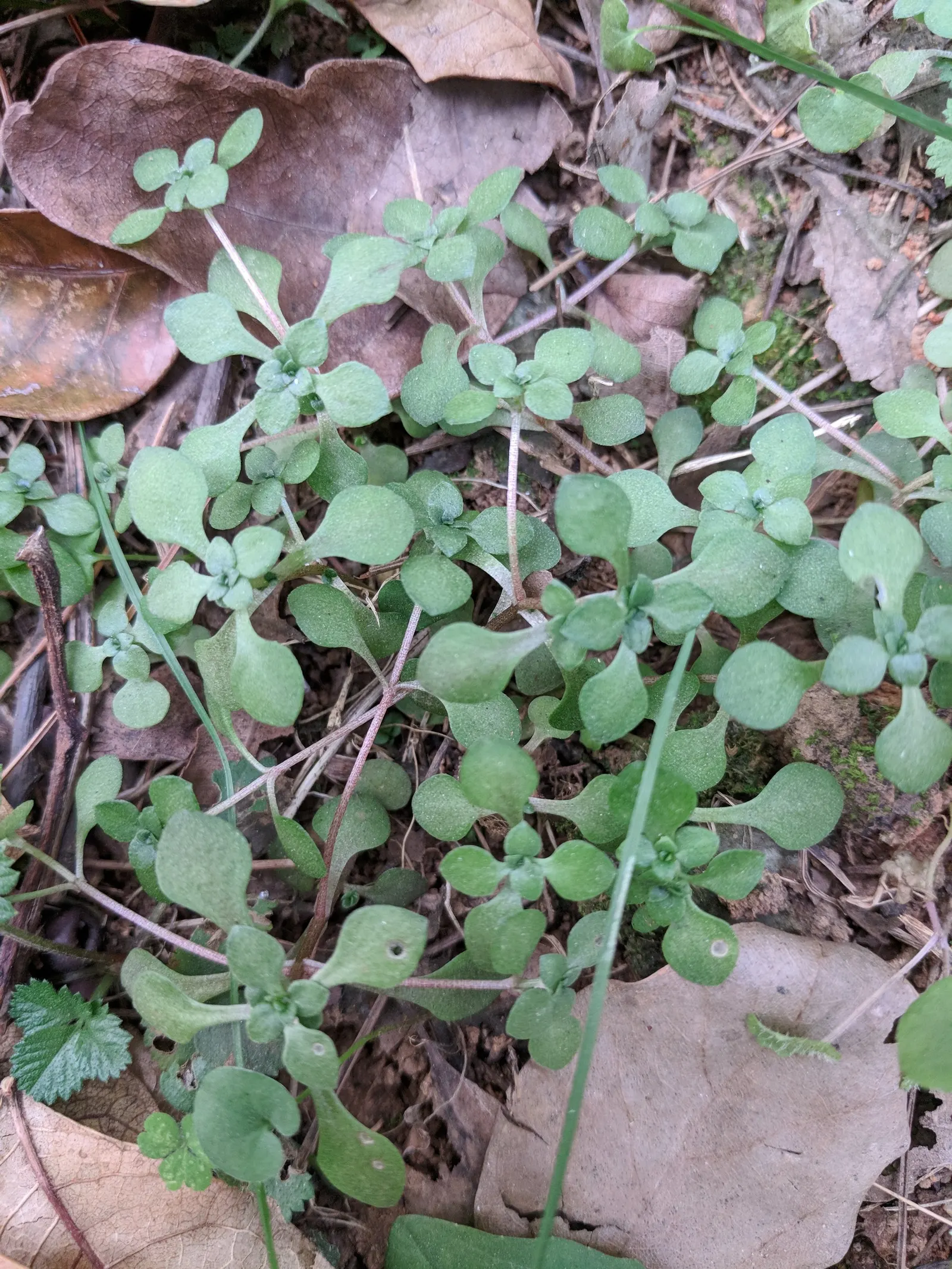 Chinese Sedum (Sedum Tetractinum) — asking for little but giving much in return