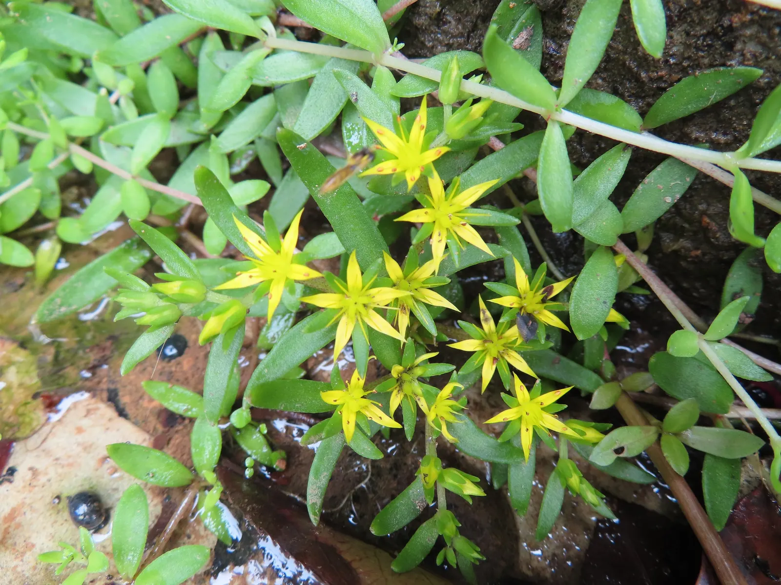 Chinese Sedum (Sedum Tetractinum) — combating soil erosion with its dense mat-forming growth habit