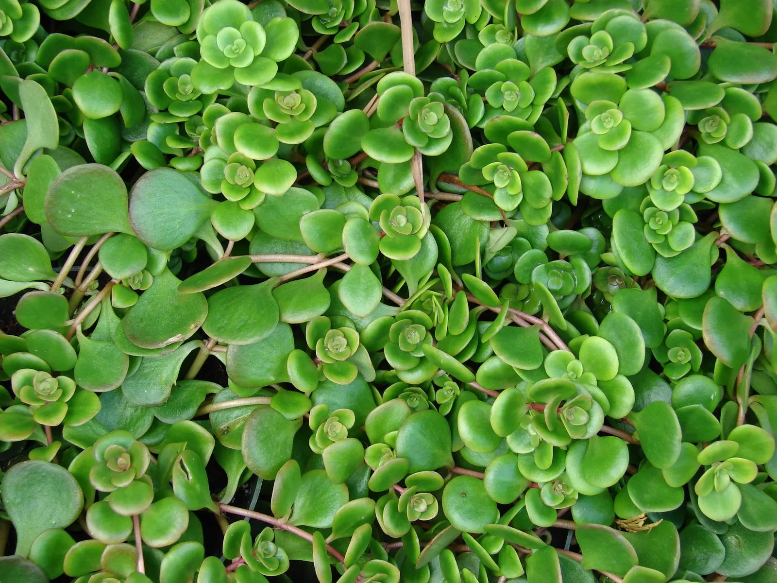 Chinese Sedum (Sedum Tetractinum) — handling USDA hardiness zones 5 through 9 with ease