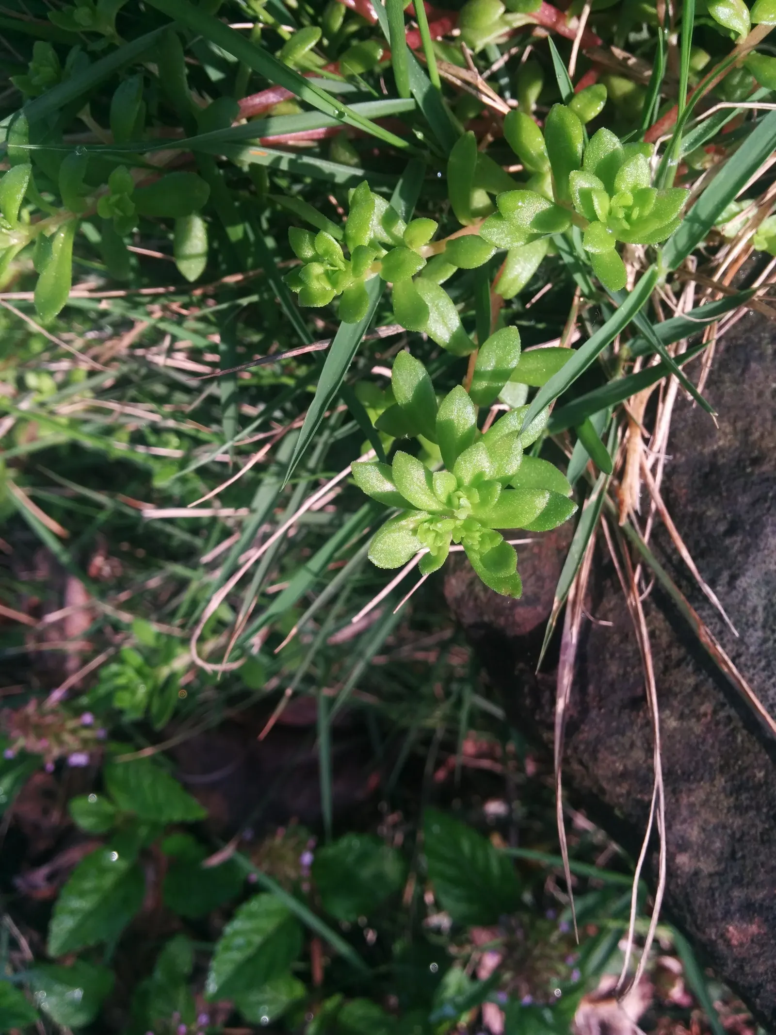 Chinese Sedum (Sedum Tetractinum) — Ideal for ground cover, it flourishes in USDA zones 5 to 9, thriving in full sun to part shade; asking for little but