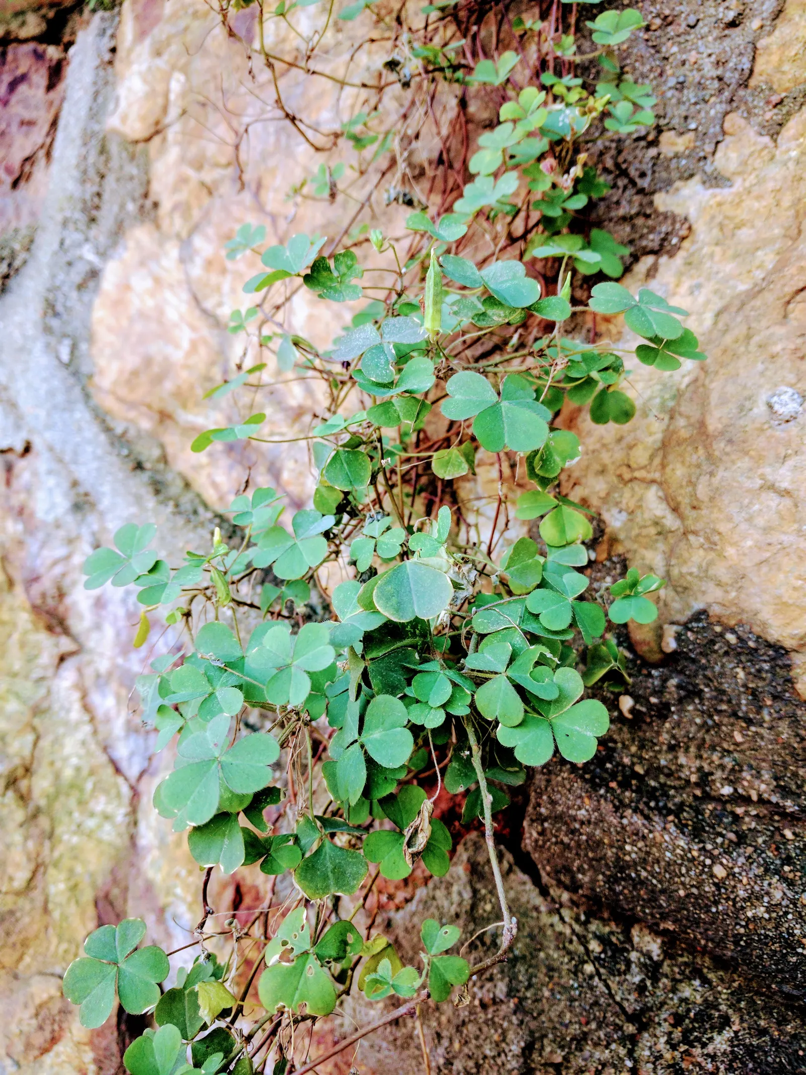 Chinese Sedum (Sedum Tetractinum) — handling USDA hardiness zones 5 through 9 with ease; asking for little but giving much in return